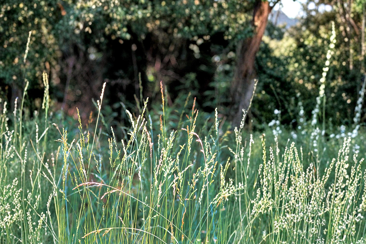 Tall Fescue Grass Seeds – Festuca arundinacea, Durable Cool-Season Turf & Pasture Seed for Lawns & Erosion Control
