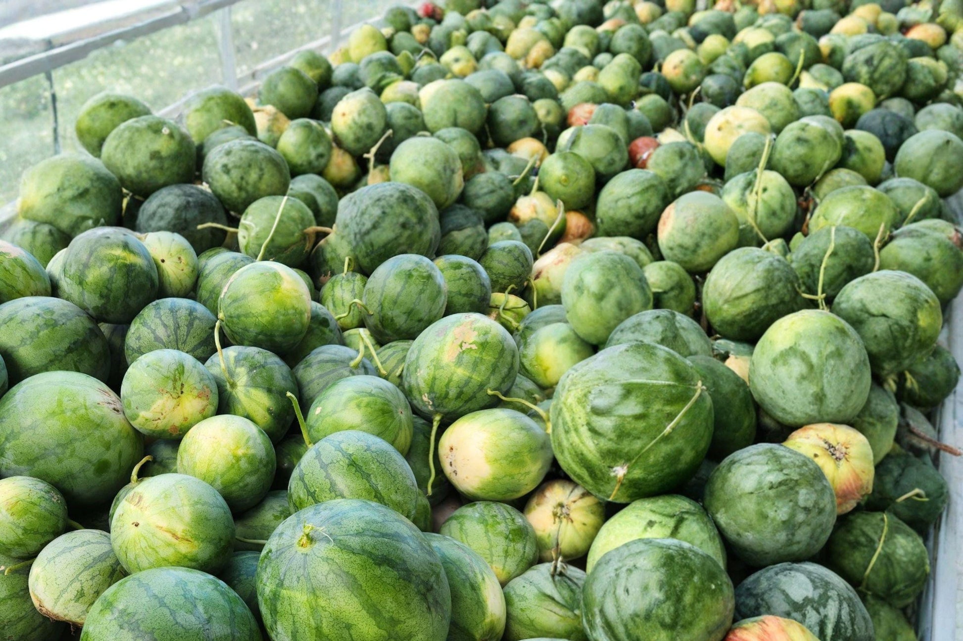 Golden Honey Watermelon Seeds – Heirloom Non-GMO Yellow Flesh Summer Melon for High Yield Garden Growth