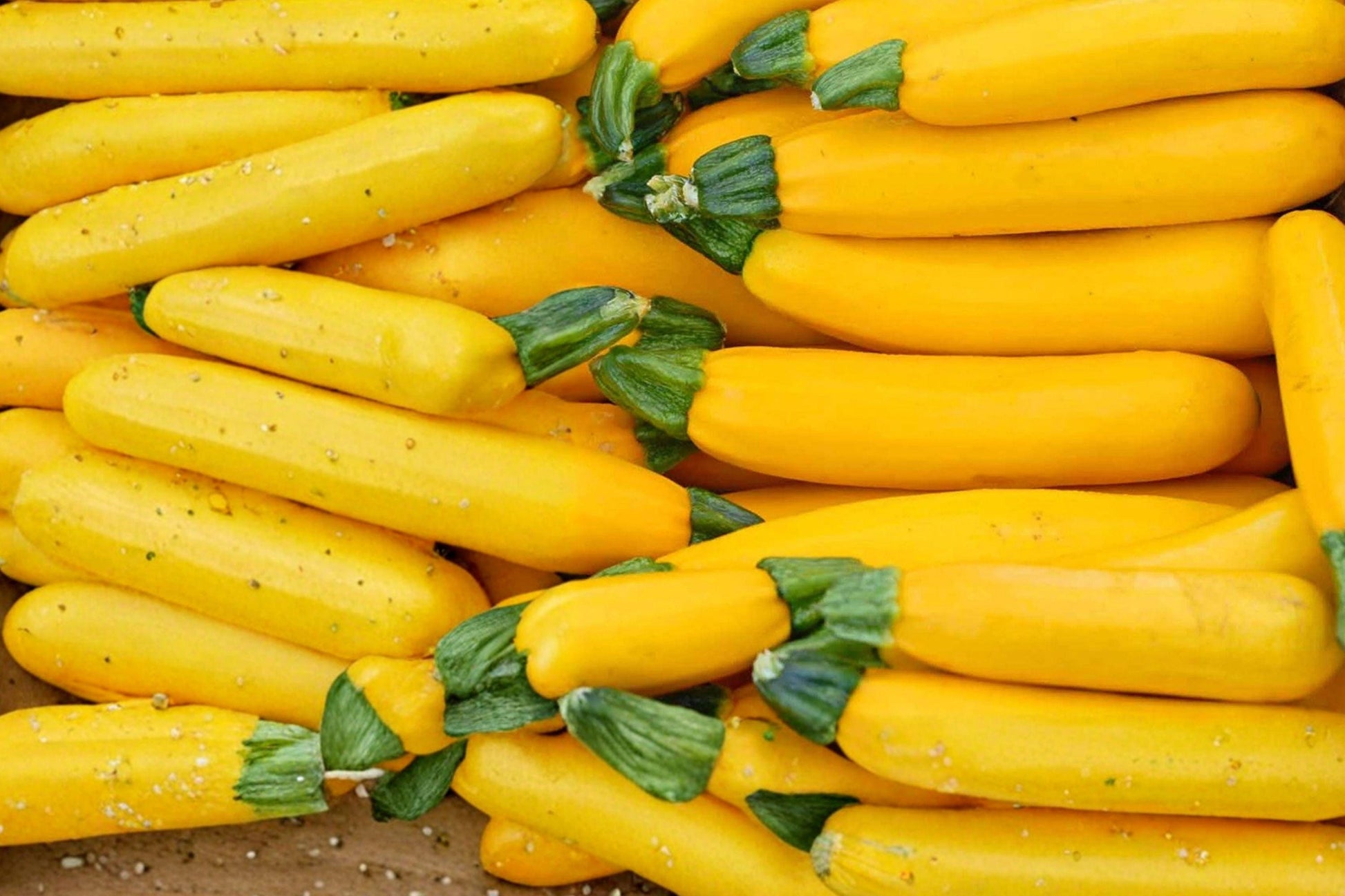 Golden Zucchini Seeds - Heirloom Organic Summer Squash, High Yield Vegetable Garden, Cucurbita pepo