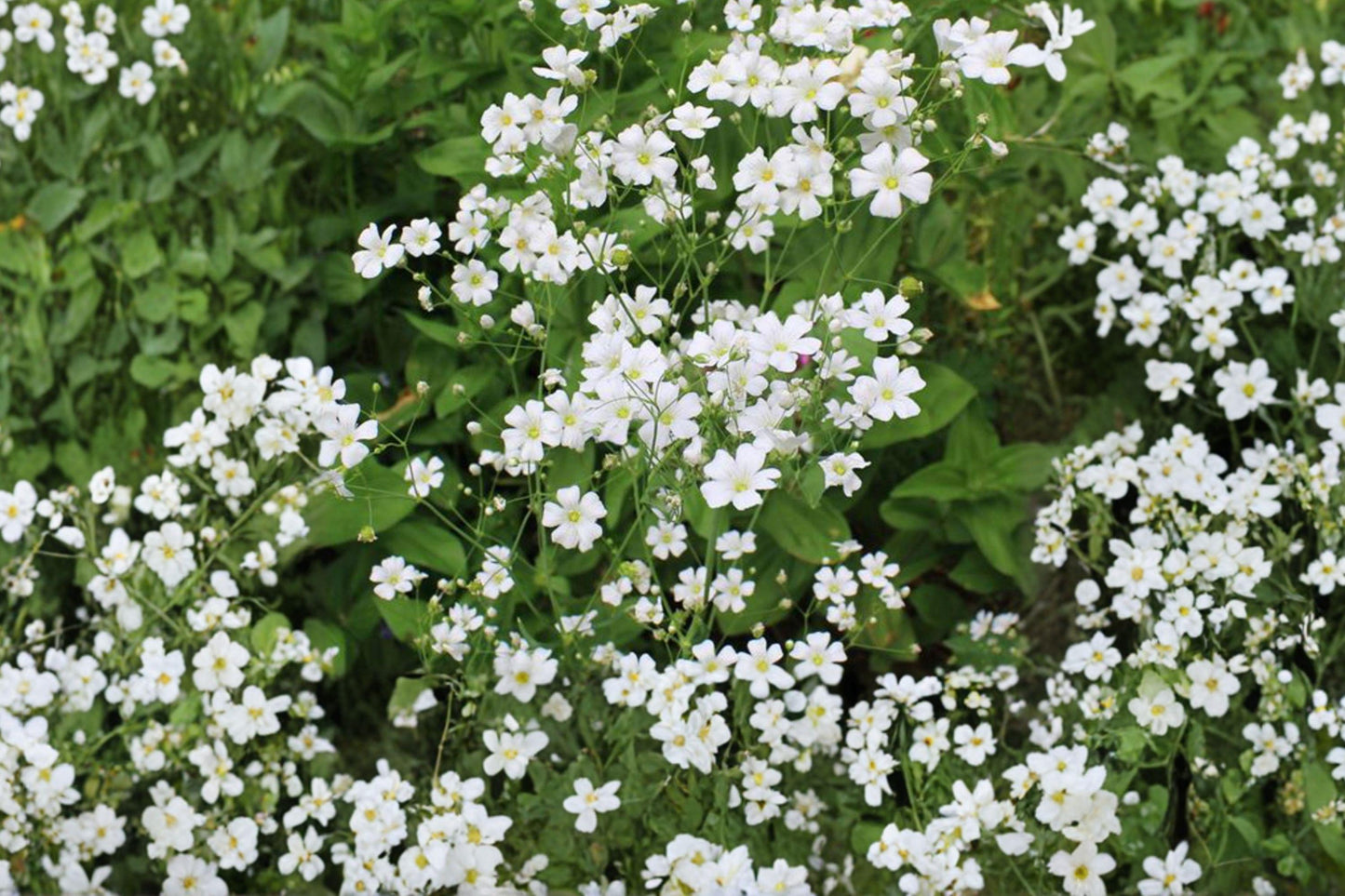 Baby's Breath Seeds, White Gypsophila, Delicate Blooms for Gardens & Bouquets, 500+ Seeds