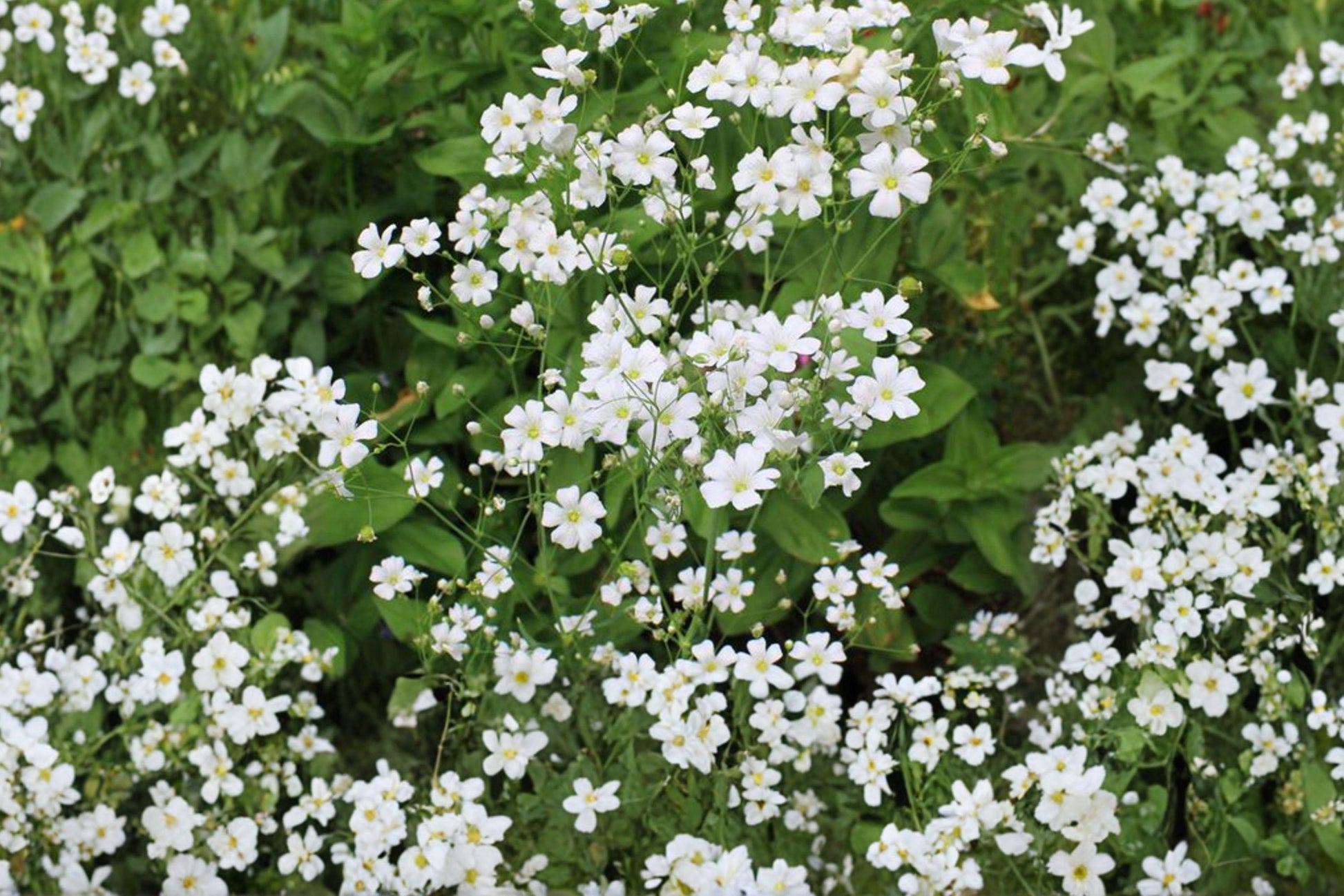 Baby's Breath Seeds, White Gypsophila, Delicate Blooms for Gardens & Bouquets, 500+ Seeds