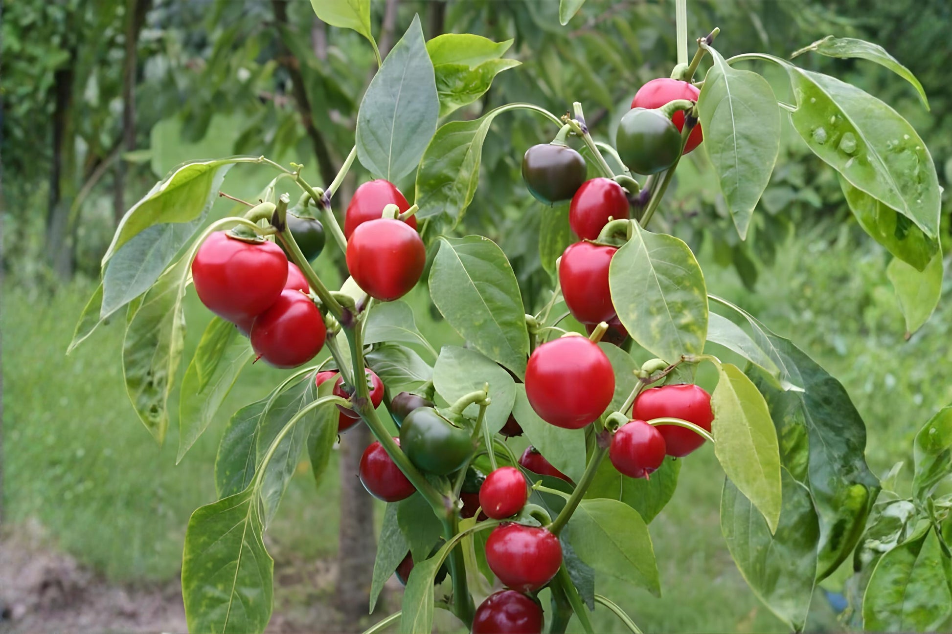 Large Red Cherry Pepper Seeds (Capsicum annuum) – Spicy, Productive Hot Pepper for Stuffing, Pickling & Fresh Use