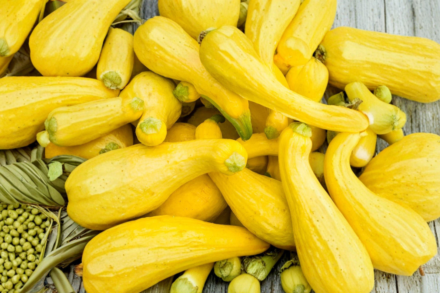 Yellow Crookneck Squash Seeds - Heirloom, Non-GMO, High Yield Garden Vegetable, Cucurbita pepo