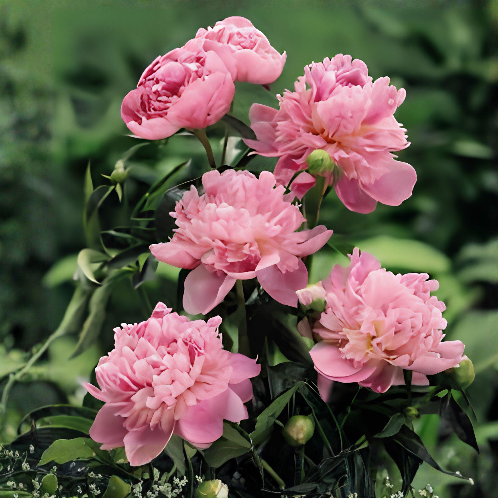 Sarah Bernhardt Peony Root | Fragrant Pink Perennial Garden Plant | Paeonia lactiflora | Long-Lasting Blooms