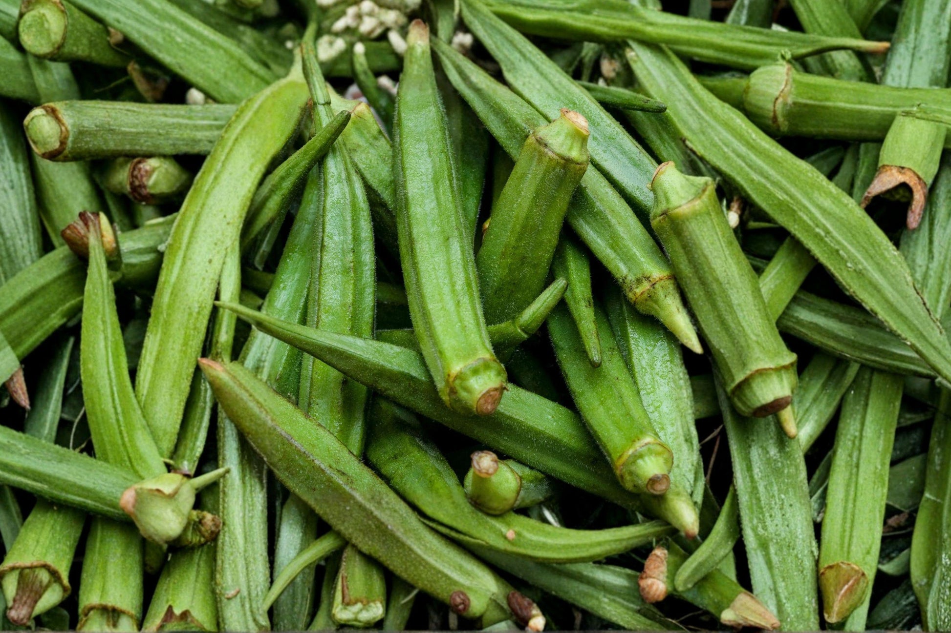 Perkins Long Pod Okra Seeds - Heirloom, Non-GMO, High Yield, Heat Tolerant Vegetable Garden Seeds