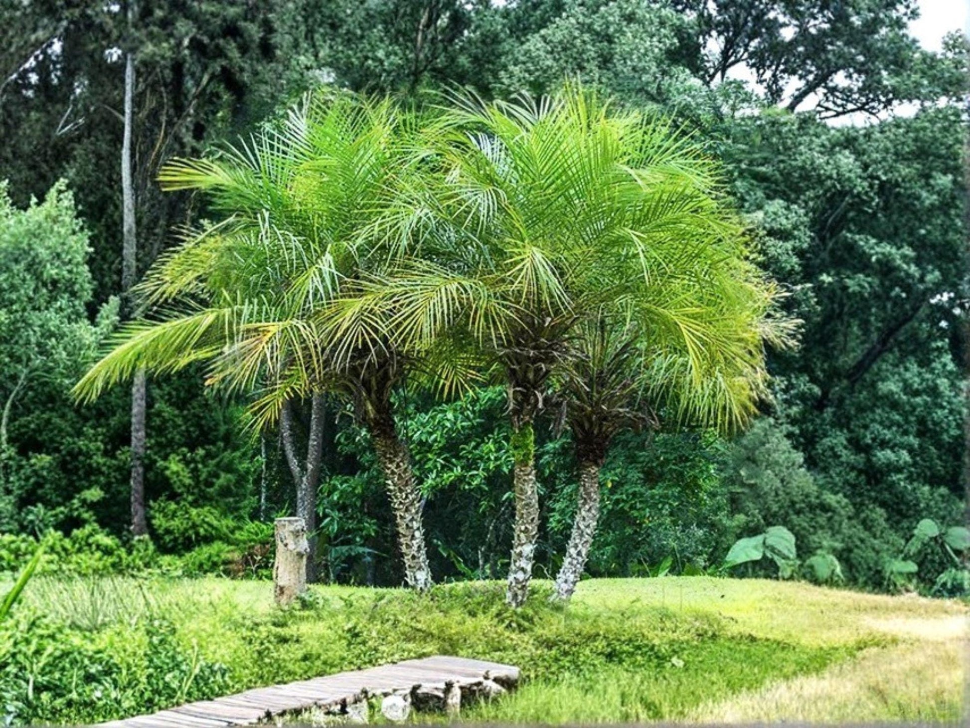 Pygmy Date Palm Seeds | Phoenix roebelenii | Compact Tropical Palm for Garden & Container Planting