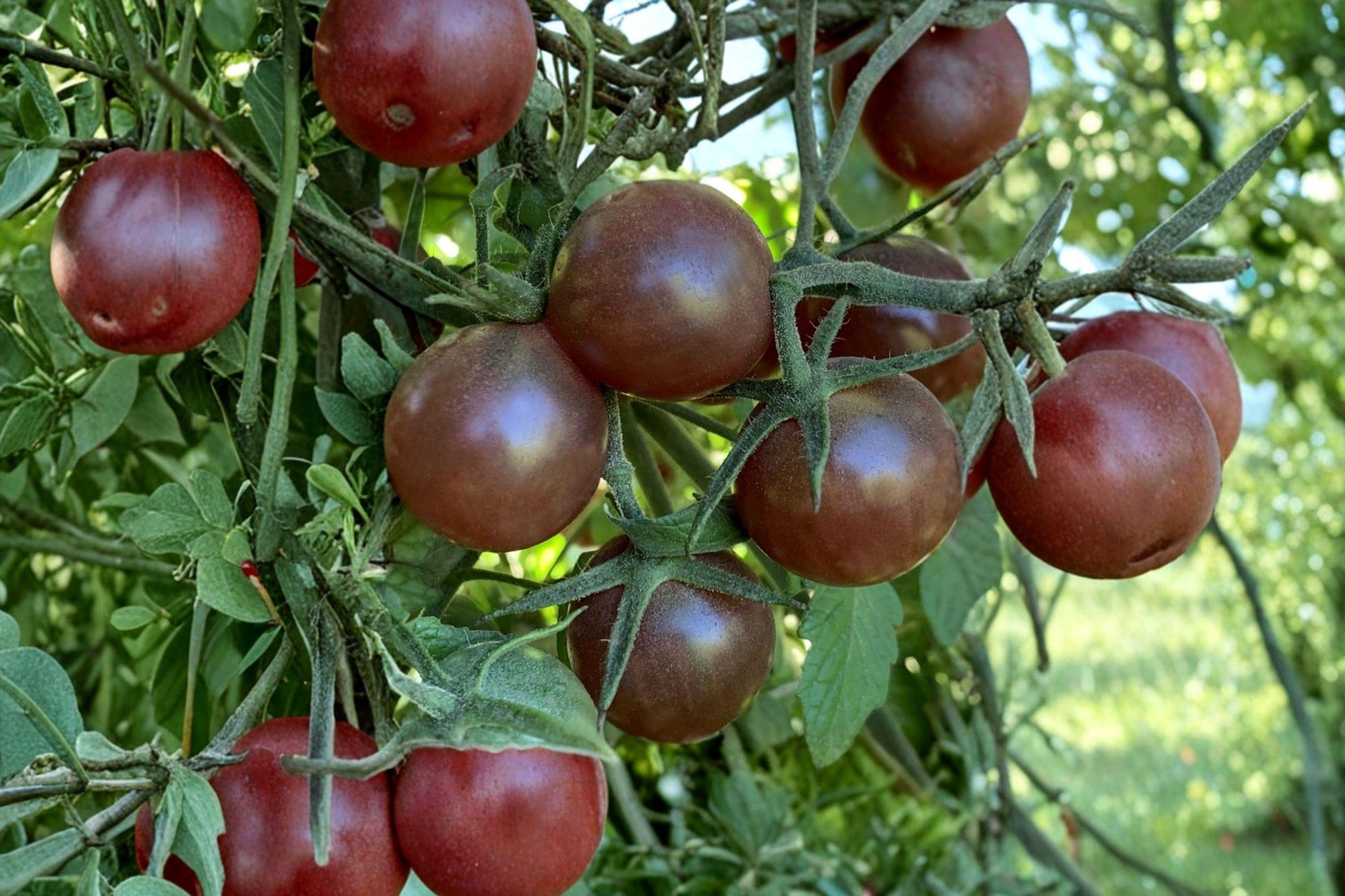European Black Cherry Tomato Seeds - Rare Heirloom, Sweet Rich Flavor, High Yield Cherry Tomato Plants