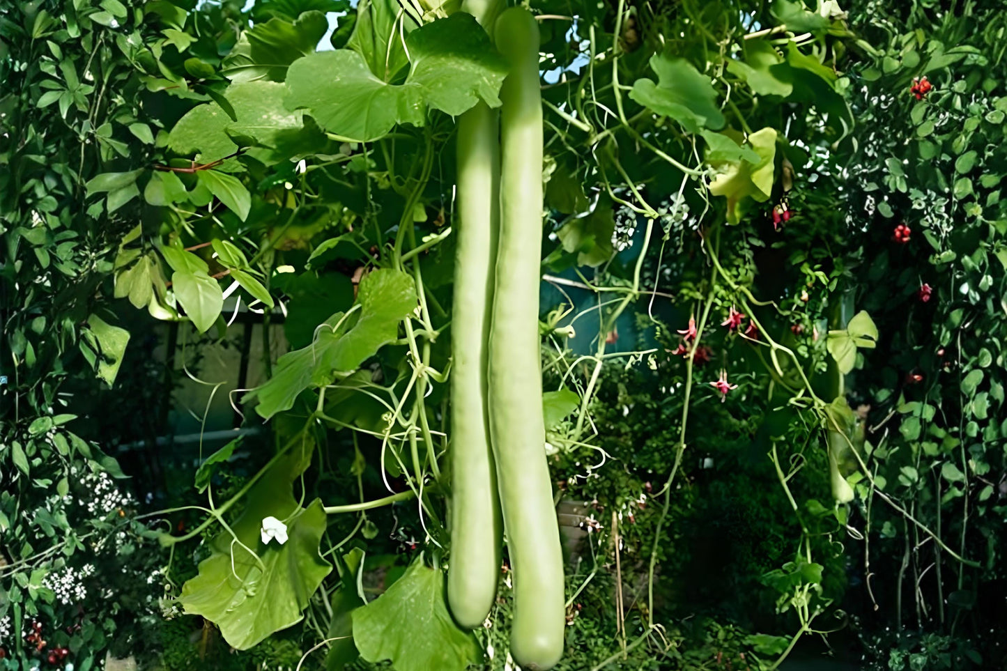 Cucuzzi Gourd Seeds 10 Pack | Italian Edible Vine Lagenaria Siceraria for Mediterranean Cooking
