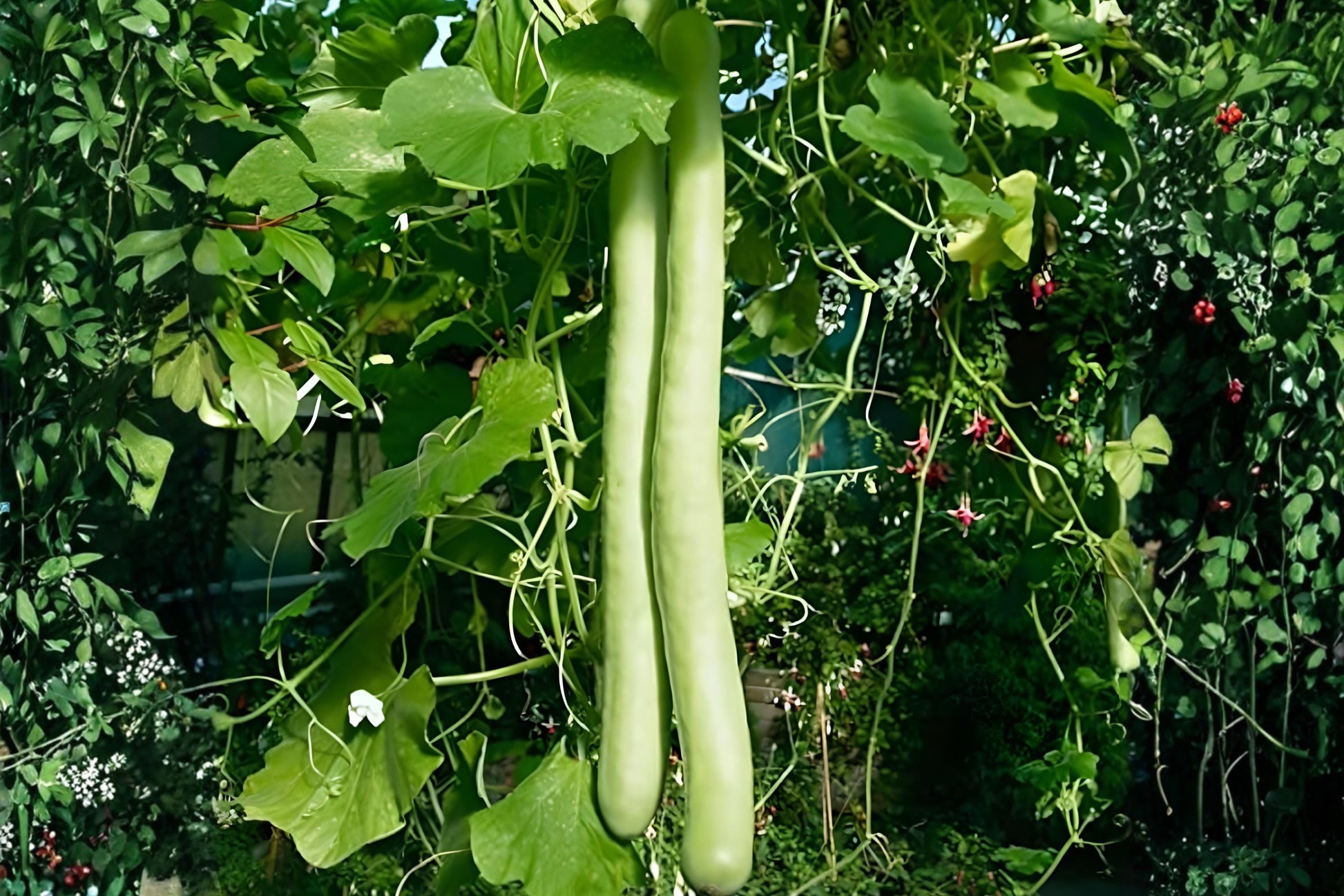 Cucuzzi Gourd Seeds 10 Pack | Italian Edible Vine Lagenaria Siceraria for Mediterranean Cooking