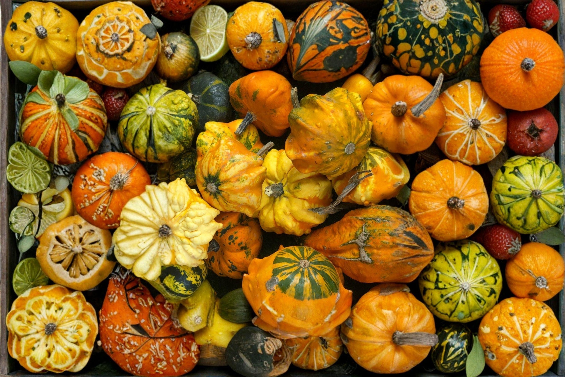 Crown of Thorns Gourd Seeds - Heirloom Ornamental Squash for Fall Decor, Non-GMO, Spiky Crown Shape, Garden, Autumn Display