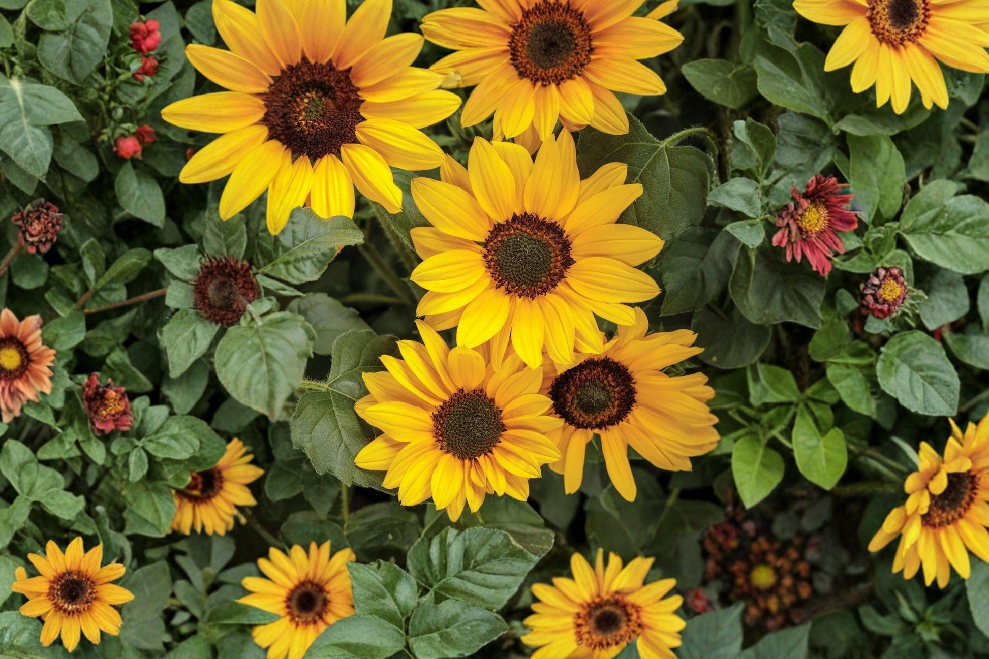 Colorful Sunflower Seed Mix for Gardens – Long Blooming, Sturdy Stems, Pollinator Friendly Helianthus annuus