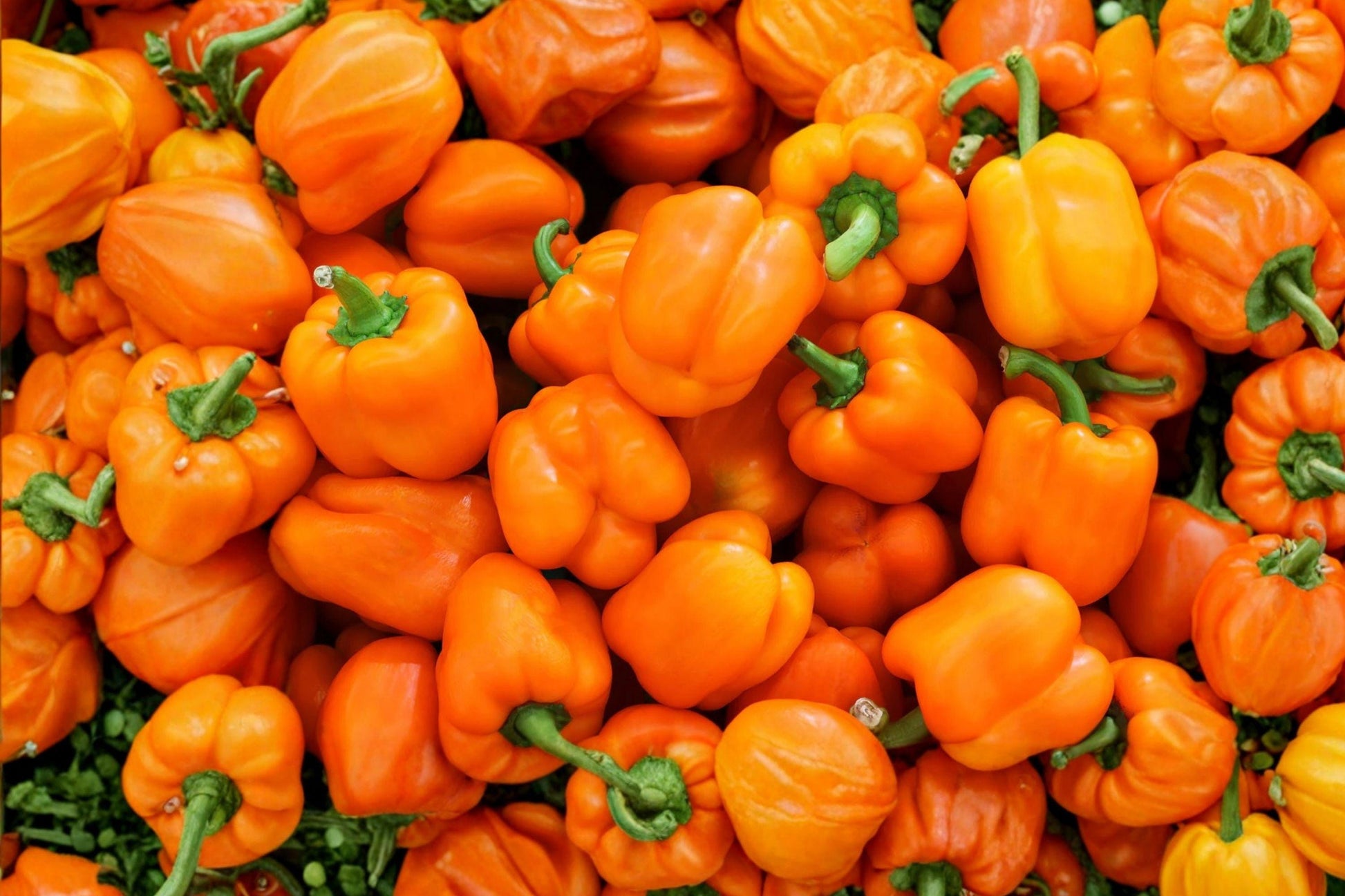 Orange Sun Sweet Bell Pepper Seeds - Heirloom, Non-GMO, High Yield, Sweet Flavor, Capsicum annuum