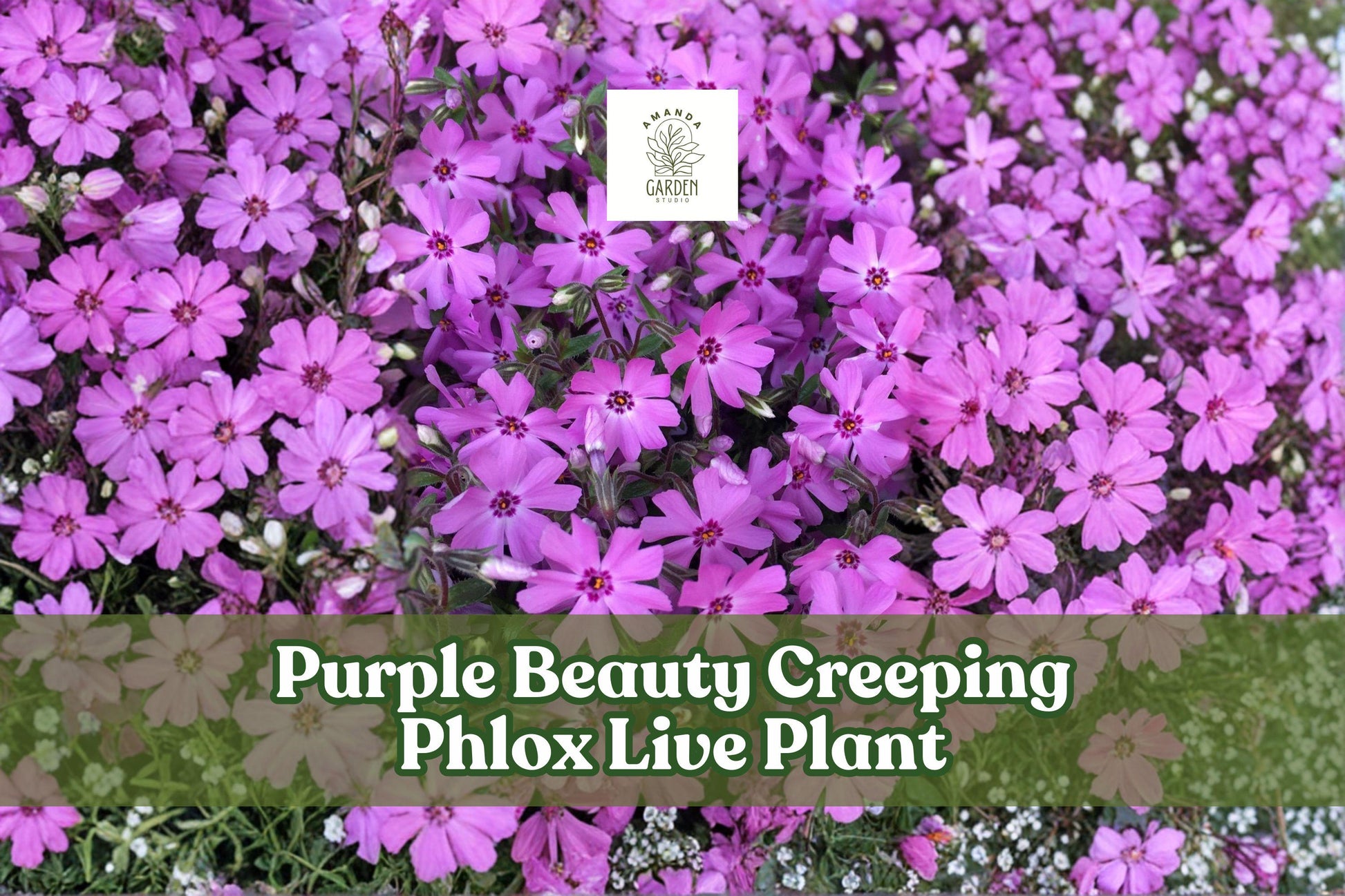 Purple Beauty Creeping Phlox Live Plant | Groundcover, Rock Garden, Spreading Perennial | Phlox subulata