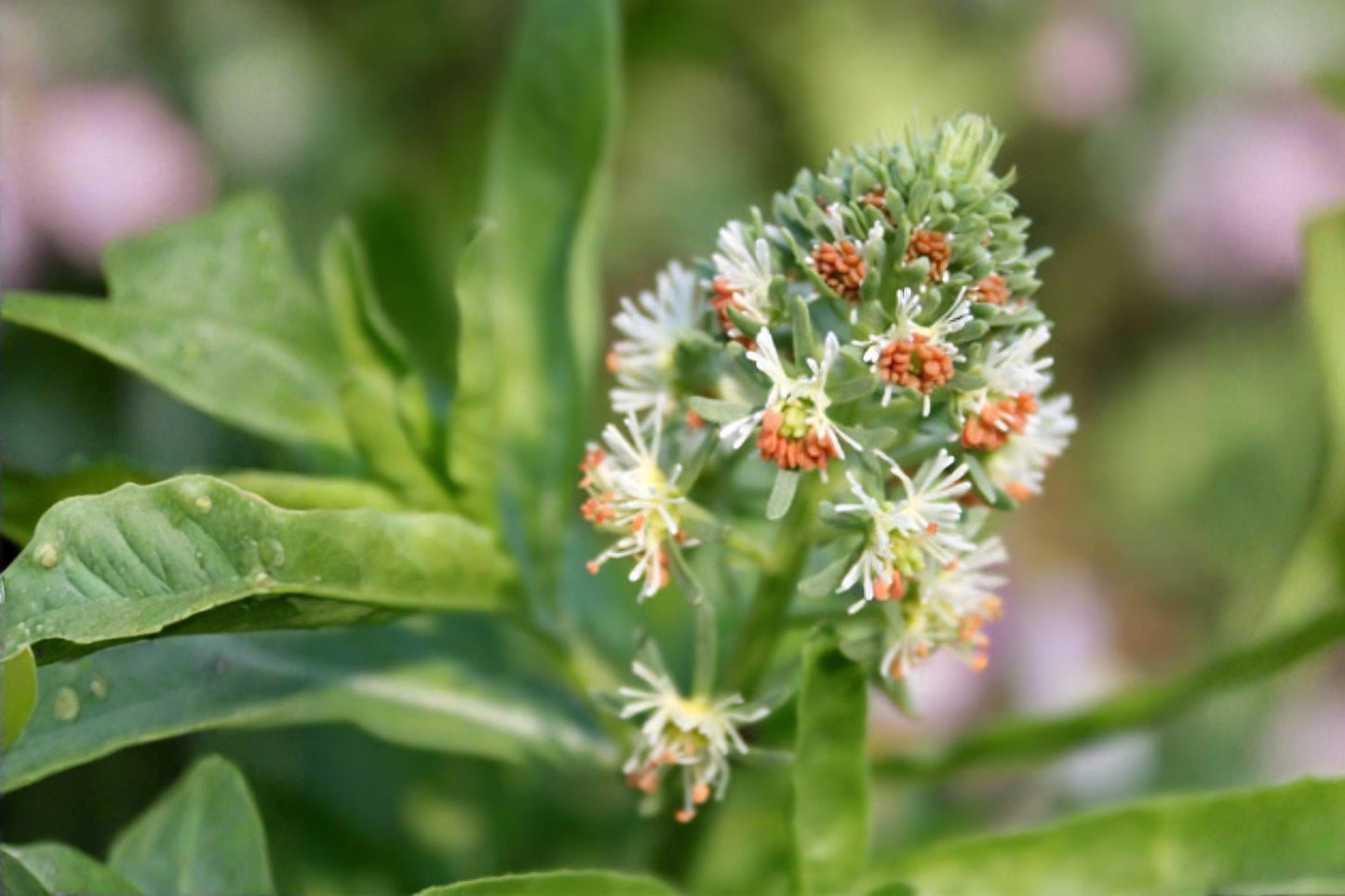 Sweet White Mignonette Seeds, Fragrant Reseda Flower, Heirloom White Blooms, Reseda odorata, Cottage Garden, Pollinator Attractant