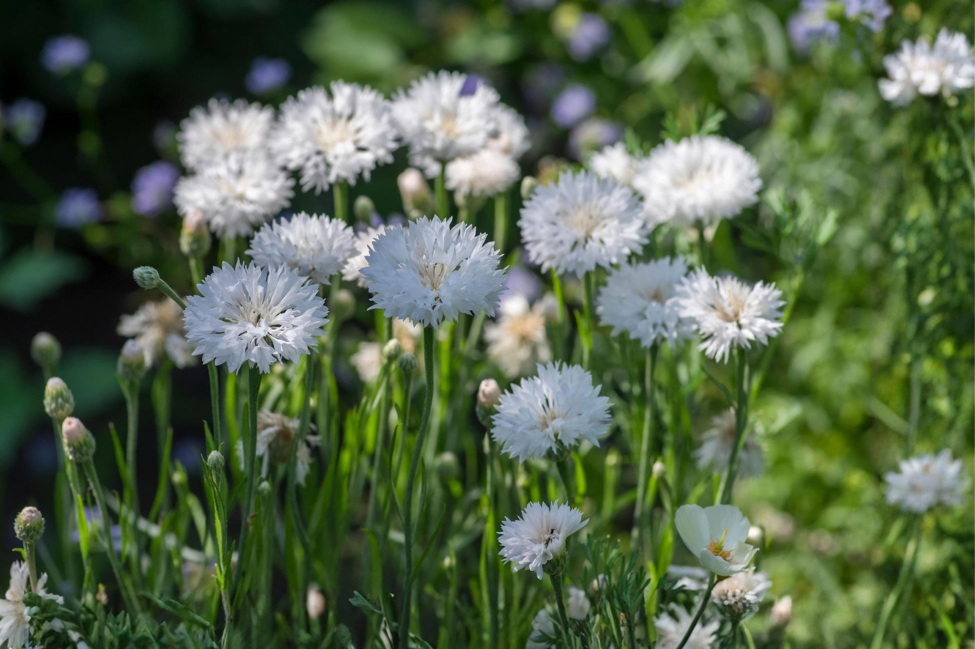 White Bachelor Button Seeds (50) | Cornflower, Drought Tolerant, Pollinator-Friendly, Cut Flower, Annual