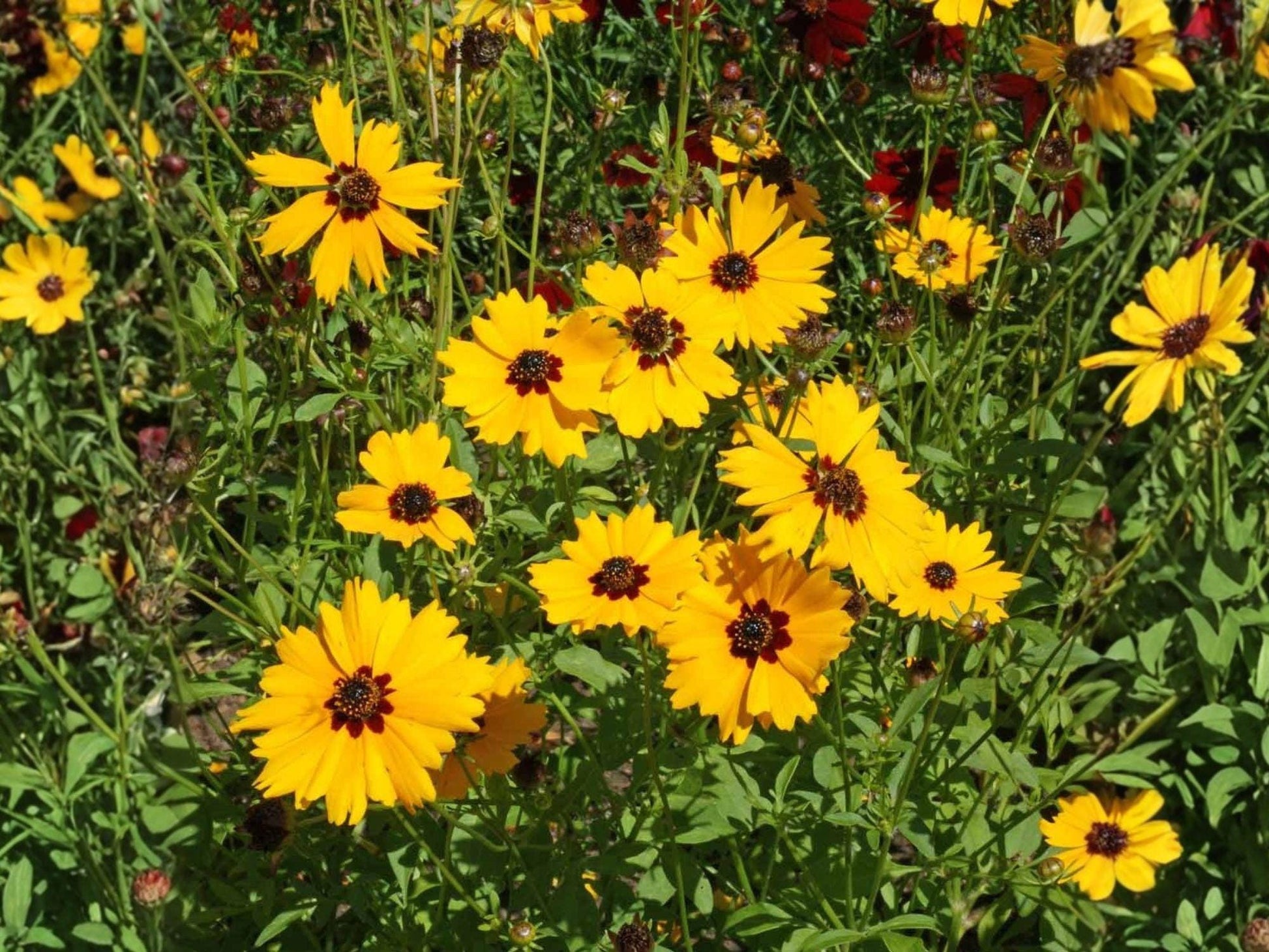 Golden Wave Tickseed Flower Seeds | Coreopsis basalis, Bright Yellow with Dark Center, Annual Wildflower for Gardens & Natural Landscapes
