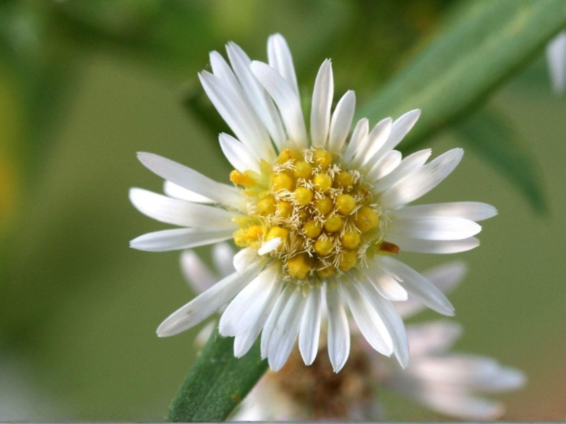 Symphyotrichum lanceolatum Seeds – Panicled Aster, White Native Wildflower, Pollinator Garden, Heirloom, Non-GMO, Perennial