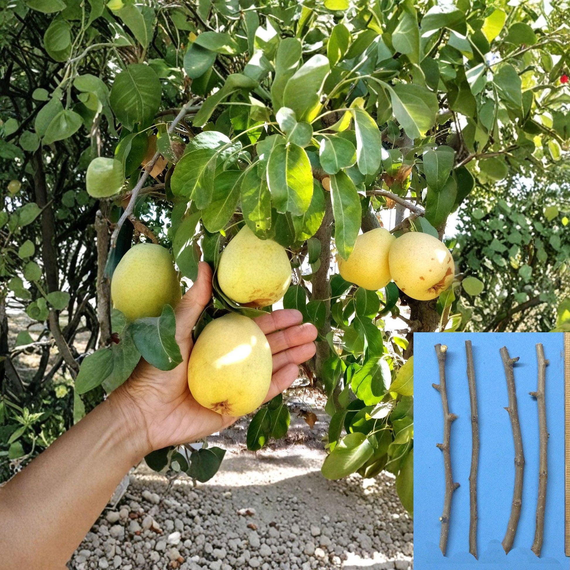 D’Anjou Pear Cuttings – Unrooted Pyrus communis Fruit Tree Propagation Grafting Material