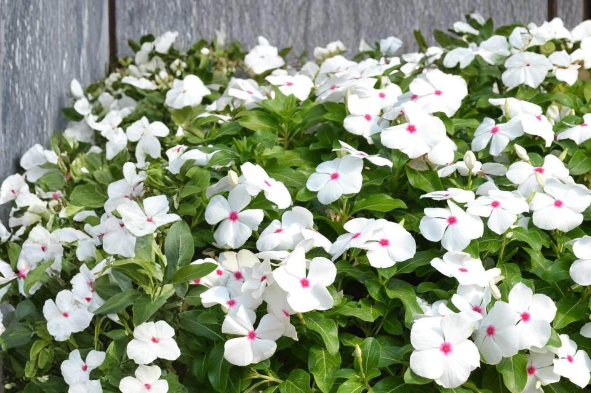 Polka Dot Vinca Seeds – Catharanthus roseus, Bicolor Flower, Annual Bedding Plant, Heat Tolerant, Compact Garden Flower Seed