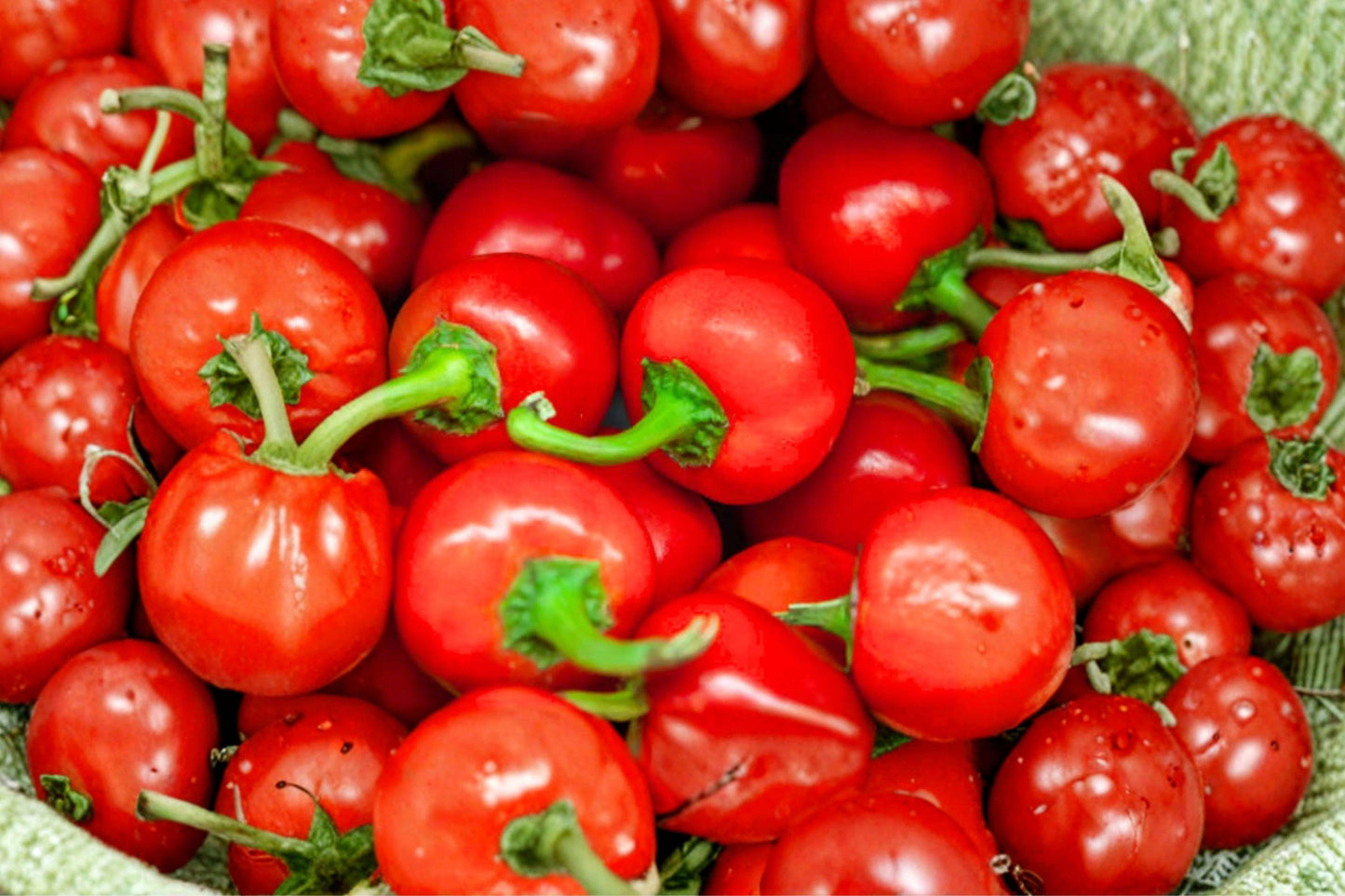 Red Cherry Pepper Seeds - Organic Heirloom, Medium Heat, High Yield, Pimenta Type, Non-GMO Chili Seeds
