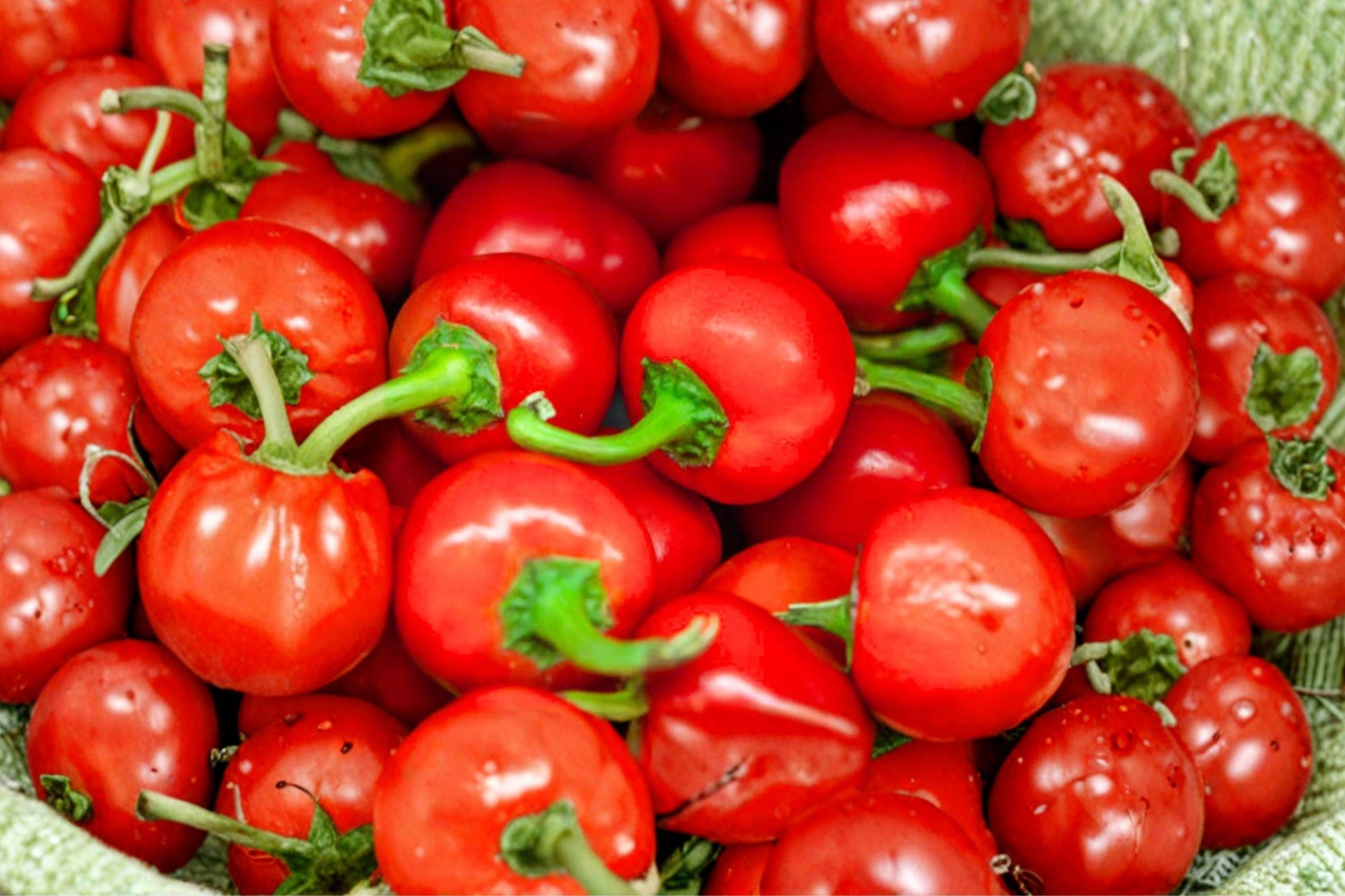 Red Cherry Pepper Seeds - Organic Heirloom, Medium Heat, High Yield, Pimenta Type, Non-GMO Chili Seeds