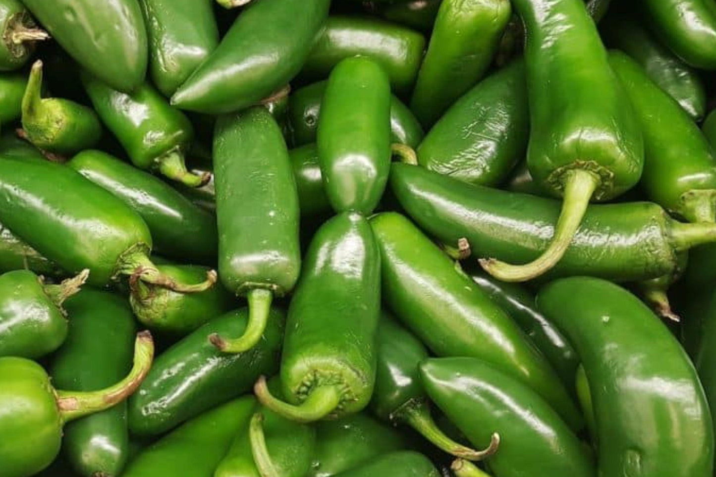 Jalapeno Pepper Seeds - Heirloom, Non-GMO, Mild Heat, High Yield, Sweet Flavor, Capsicum annuum