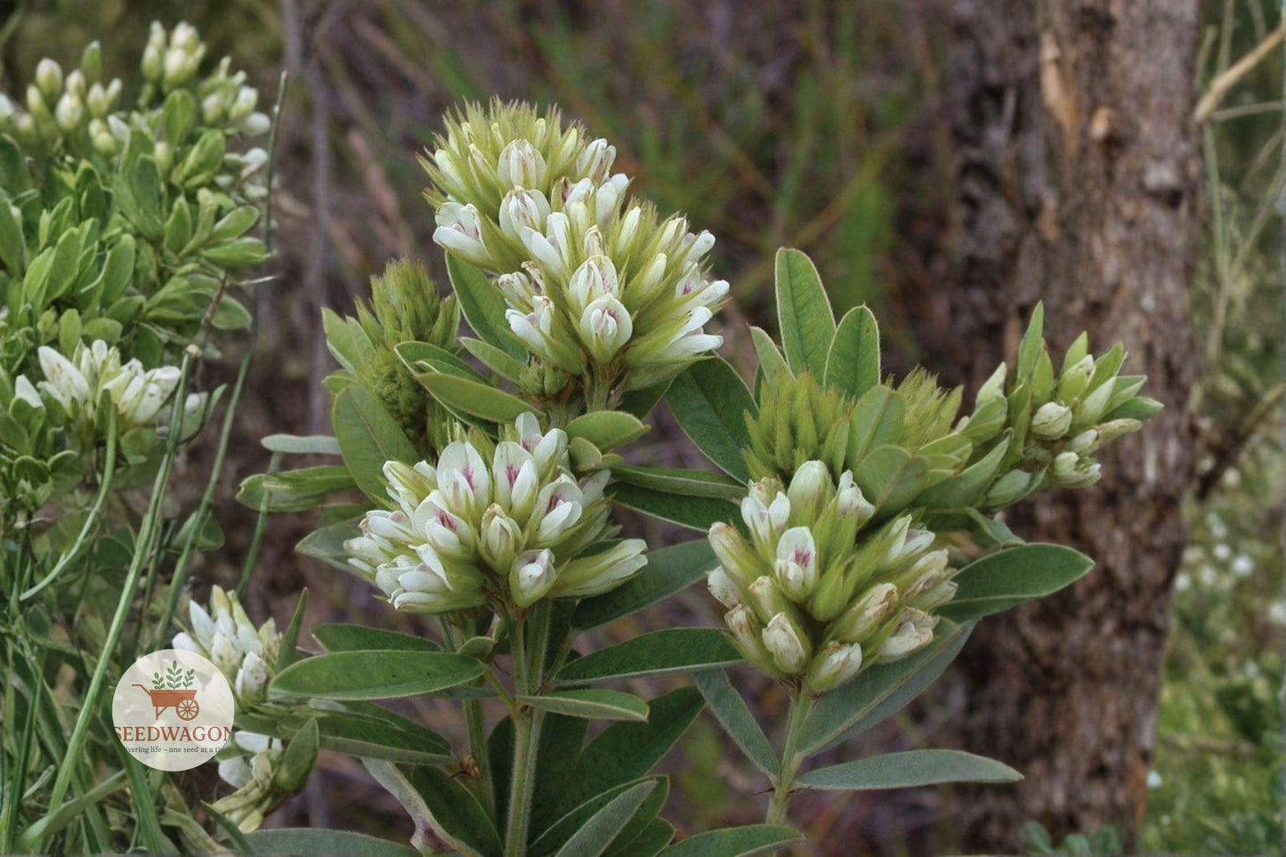 native prairie seeds, bush clover seeds, Lespedeza capitata, drought tolerant plants, pollinator garden plants, native legume seeds, erosion control plants, wildflower seeds, perennial native plants, soil enriching plants, prairie restoration seeds, white flower seeds, wildlife habitat plants