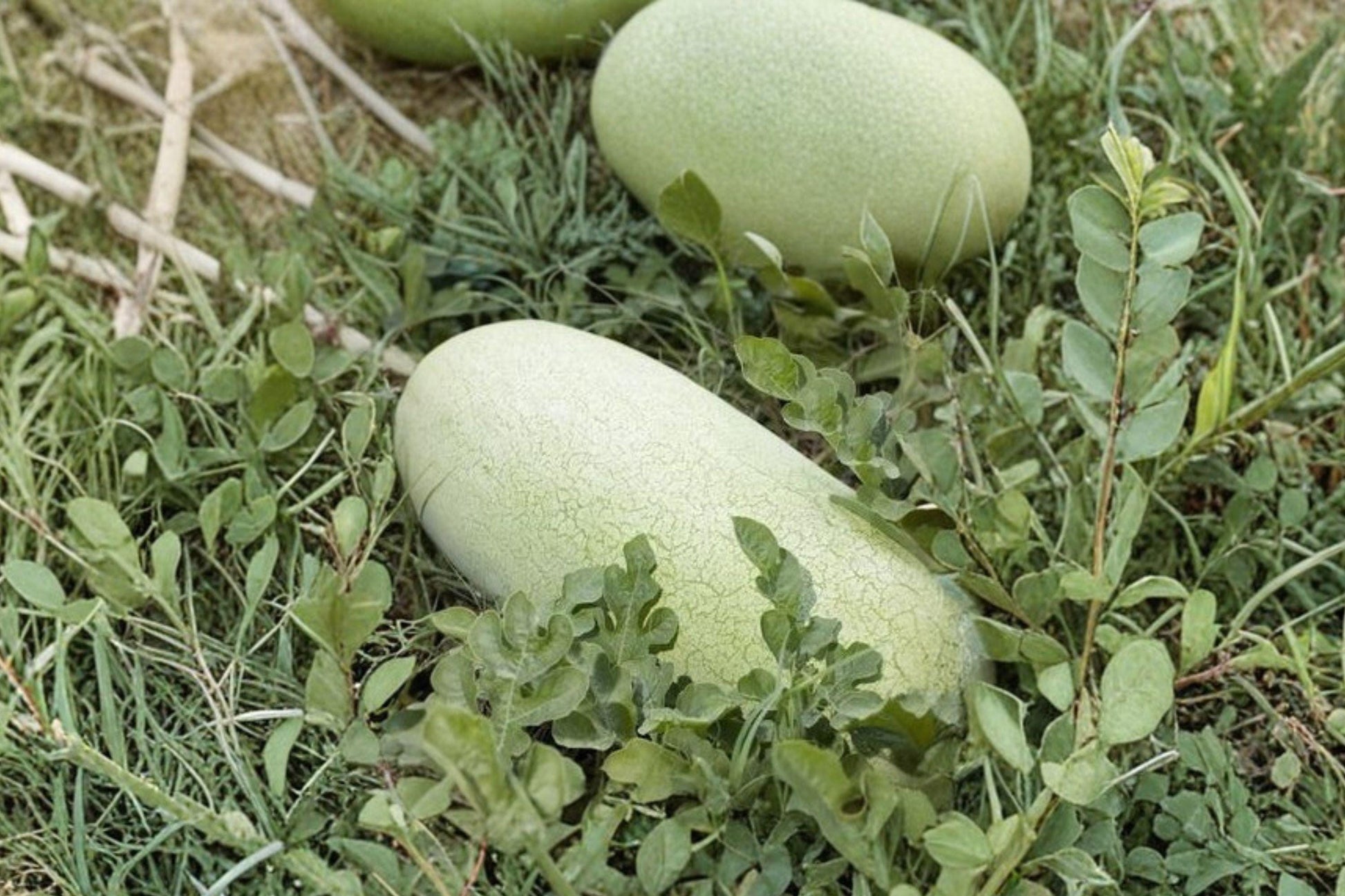 Heirloom Organic Charleston Grey Watermelon Seeds – Non-GMO Giant Sweet Melon, Juicy Red Flesh, Heat Tolerant