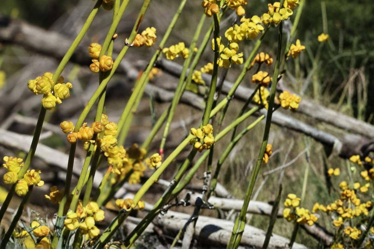 Green Ephedra Seeds – Ephedra viridis, Drought Tolerant Desert Shrub, Native Xeriscape Plant, Perennial Shrub for Arid Landscapes