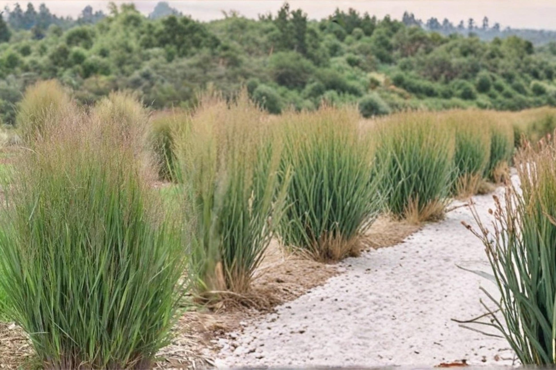 Switchgrass Seeds 100 Pack – Panicum virgatum Native Prairie Grass for Erosion Control & Restoration