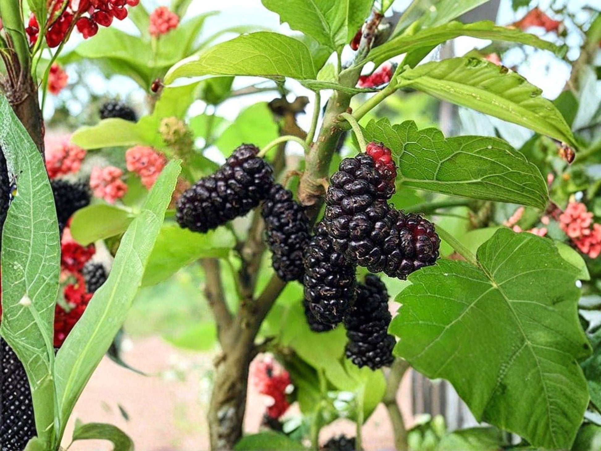 Illinois Everbearing Mulberry Tree Bare Root 6-8in, Morus alba Hybrid, Fast Growing Fruit Tree with Extended Harvest