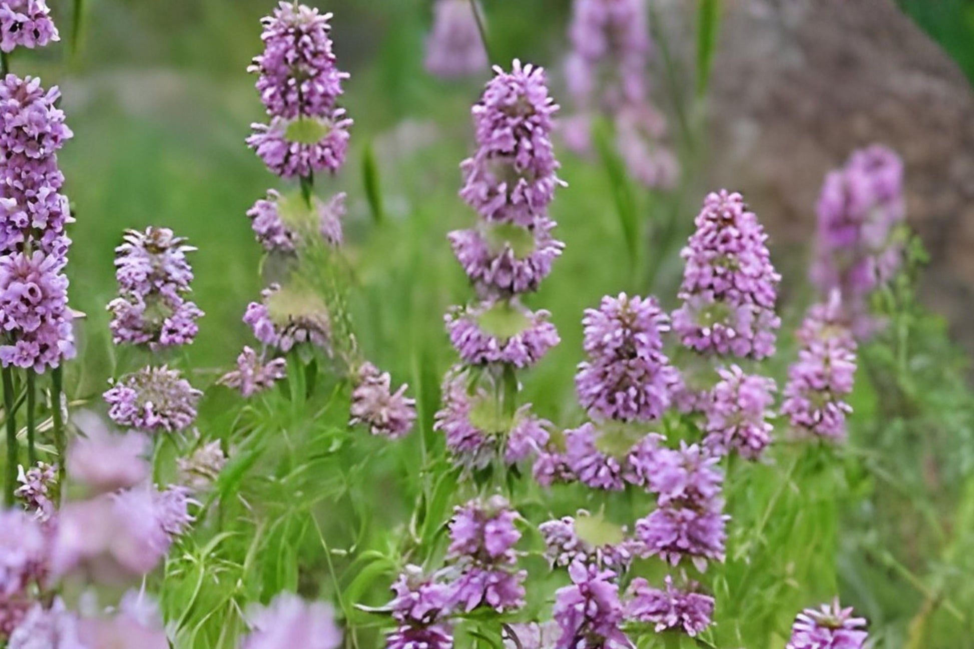 Lemon Mint Seeds (Monarda citriodora) - Fragrant Native Herb for Pollinator Gardens & Herbal Tea