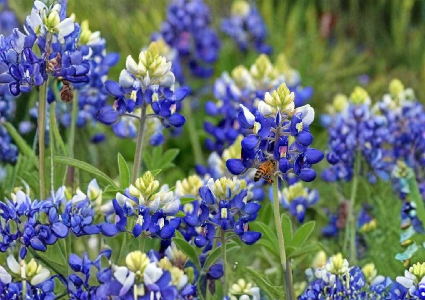 Texas Bluebonnet Seeds – Wildflower Seeds for Garden Planting, Vibrant Blue Blooms, Fragrant, Pollinator-Friendly, Texas State Flower