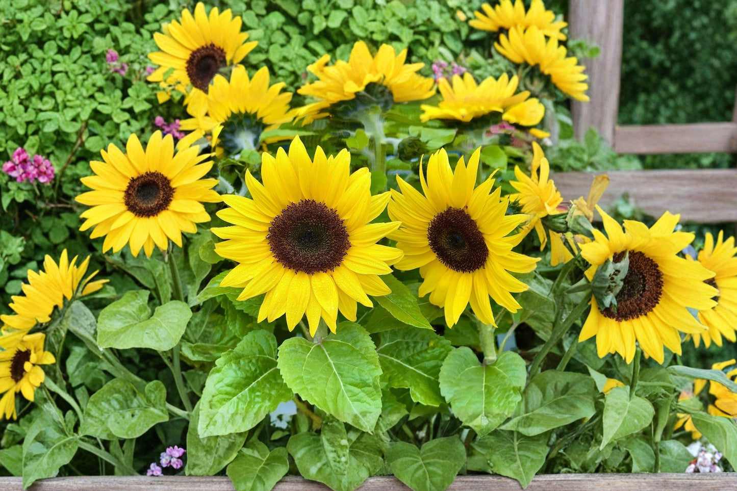Giant Striped Sunflower Seeds - Heirloom, Tall Growth, Pollinator Friendly, Sturdy Stems, Easy Grow