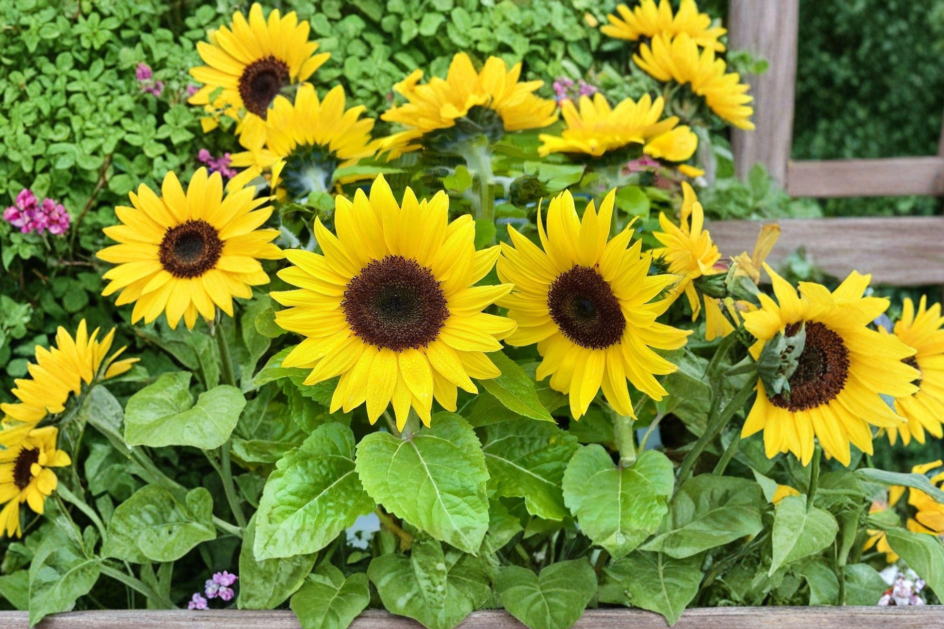 Giant Striped Sunflower Seeds - Heirloom, Tall Growth, Pollinator Friendly, Sturdy Stems, Easy Grow