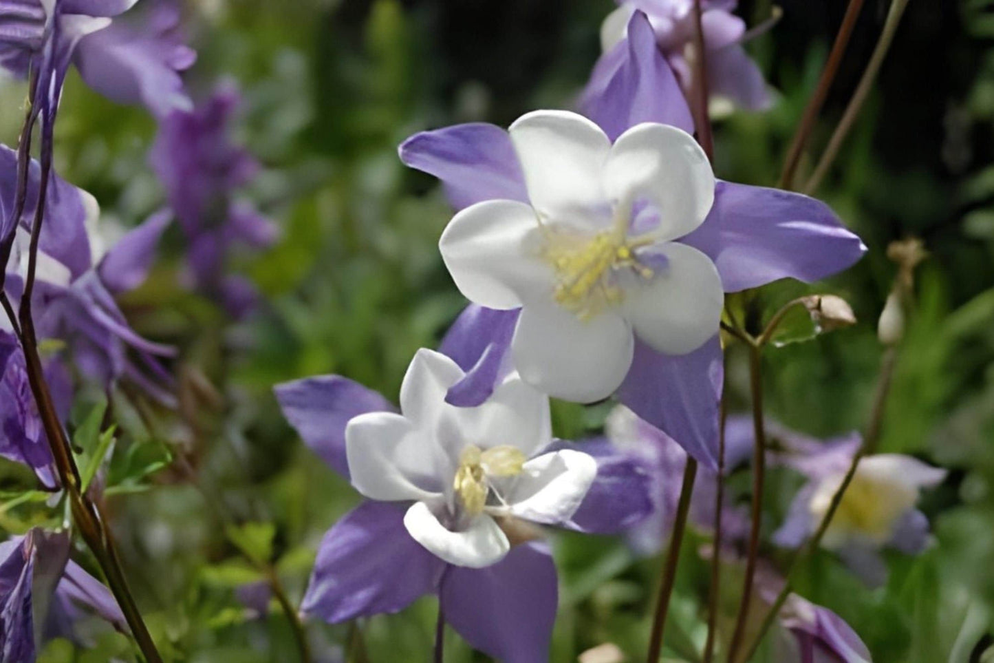 Rocky Mountain Columbine Seeds (100) | Blue Aquilegia caerulea Wildflower for Gardens & Borders