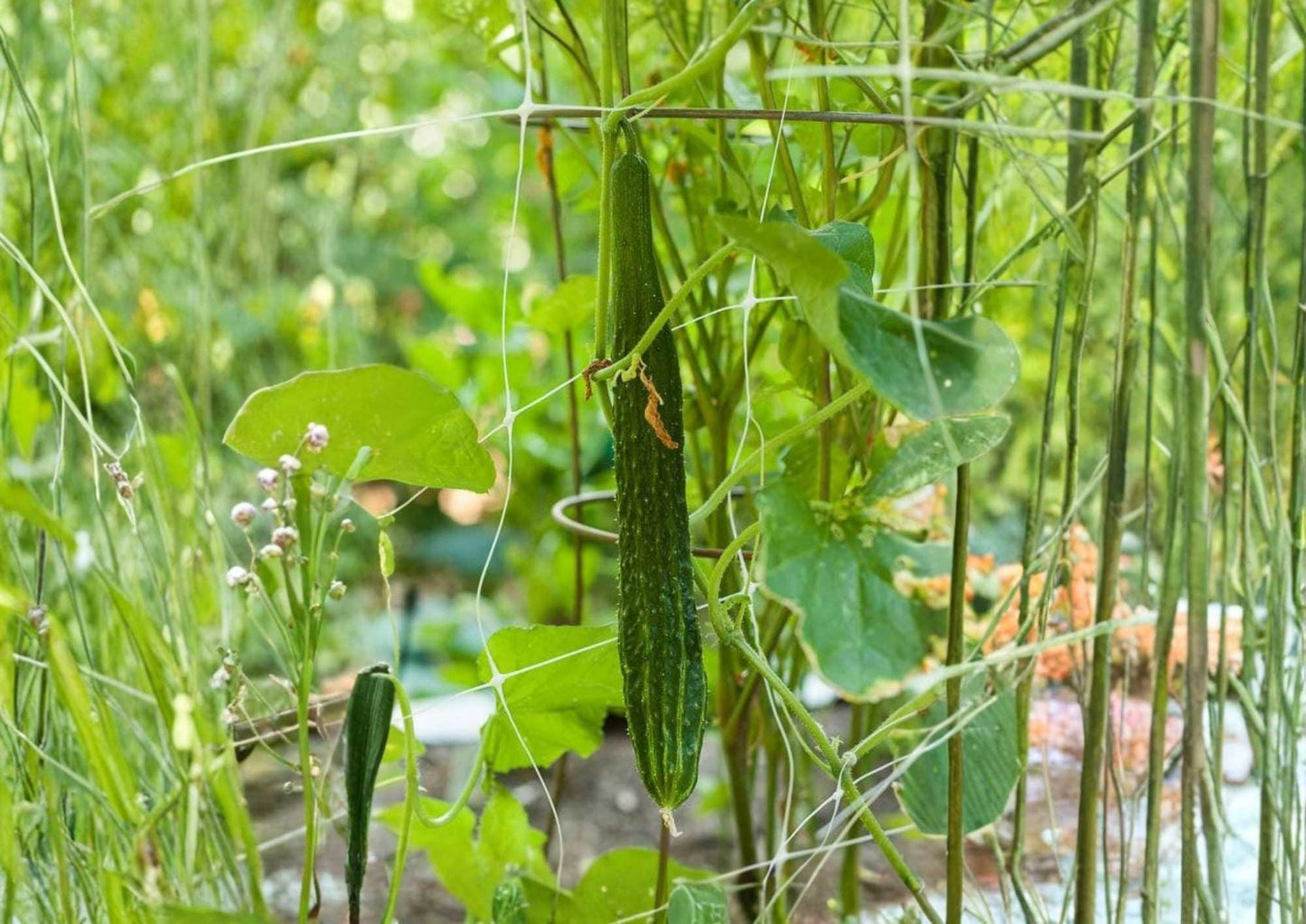 Suyo Long Cucumber Seeds - Heirloom Non-GMO, Asian Long Sweet Crisp Vegetable Seeds for Garden Planting