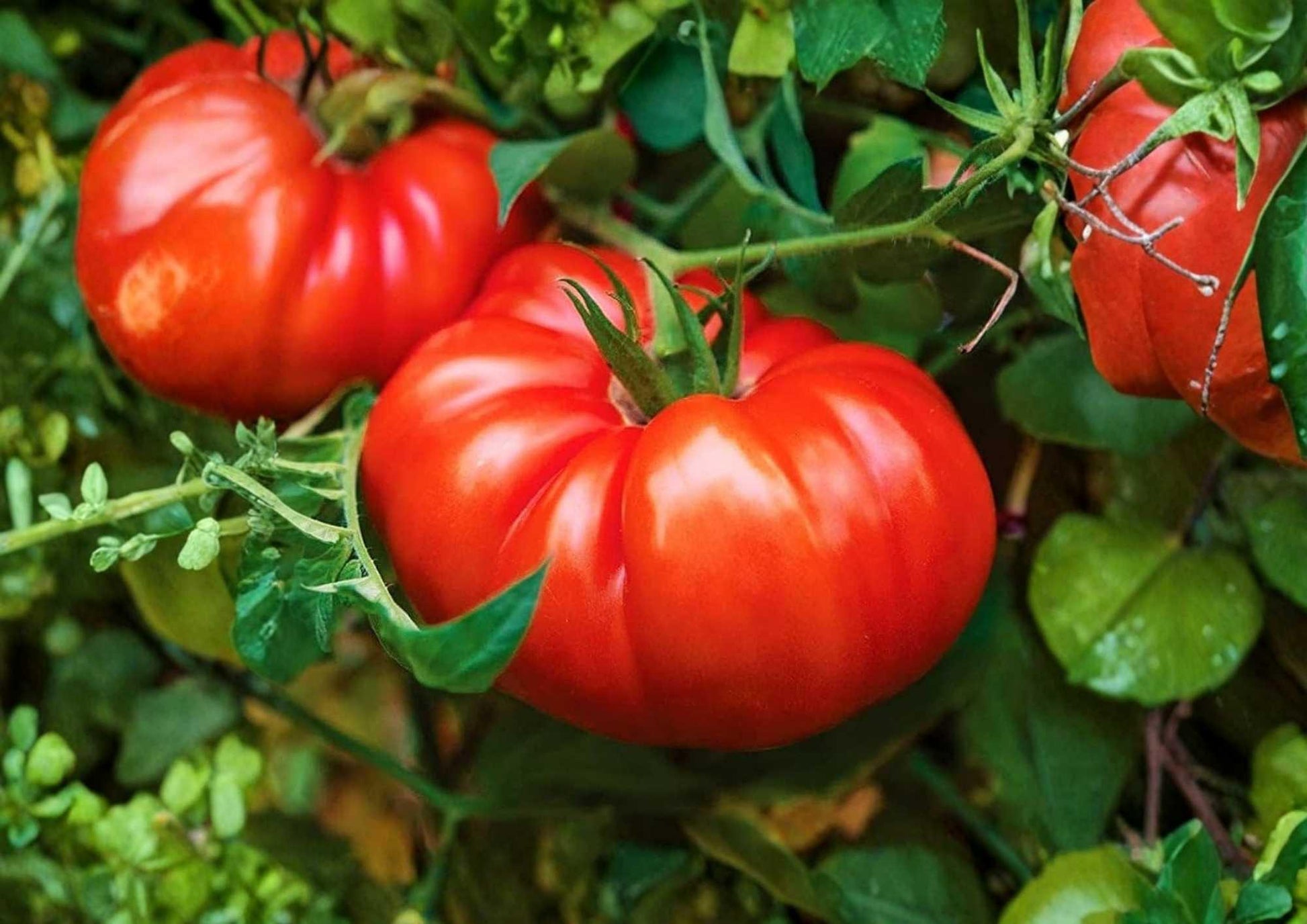 Beefsteak Tomato Seeds - Heirloom Large Red Slicing Vegetables for Garden Planting, Solanum lycopersicum