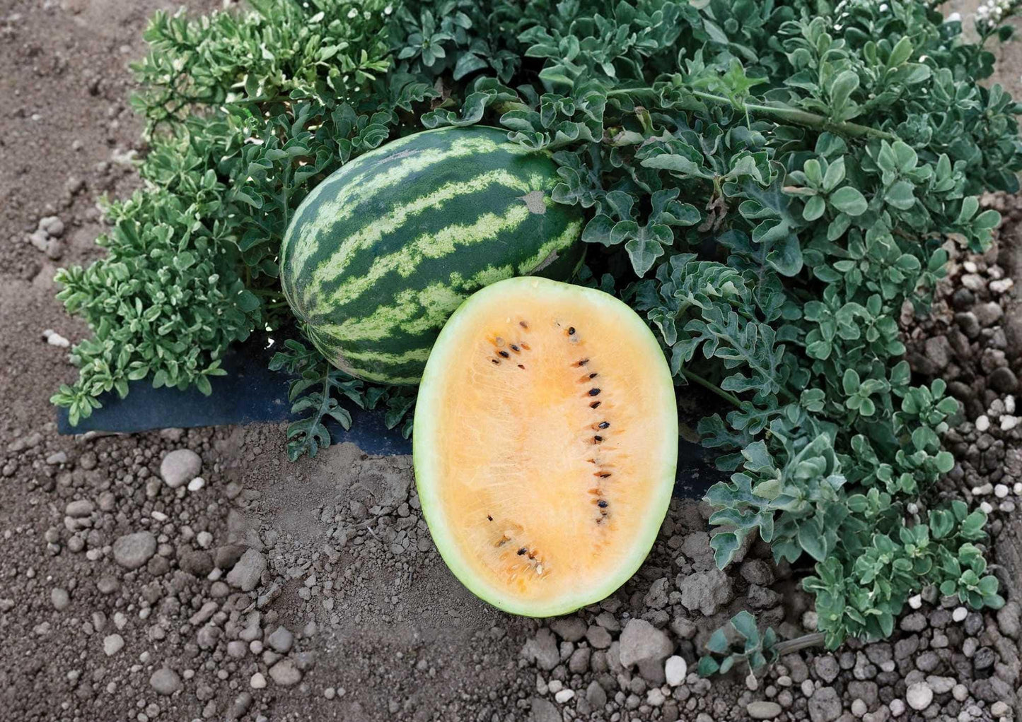 Mountain Sweet Orange Watermelon Seeds - Heirloom Non-GMO Fruit Seeds for Garden Planting