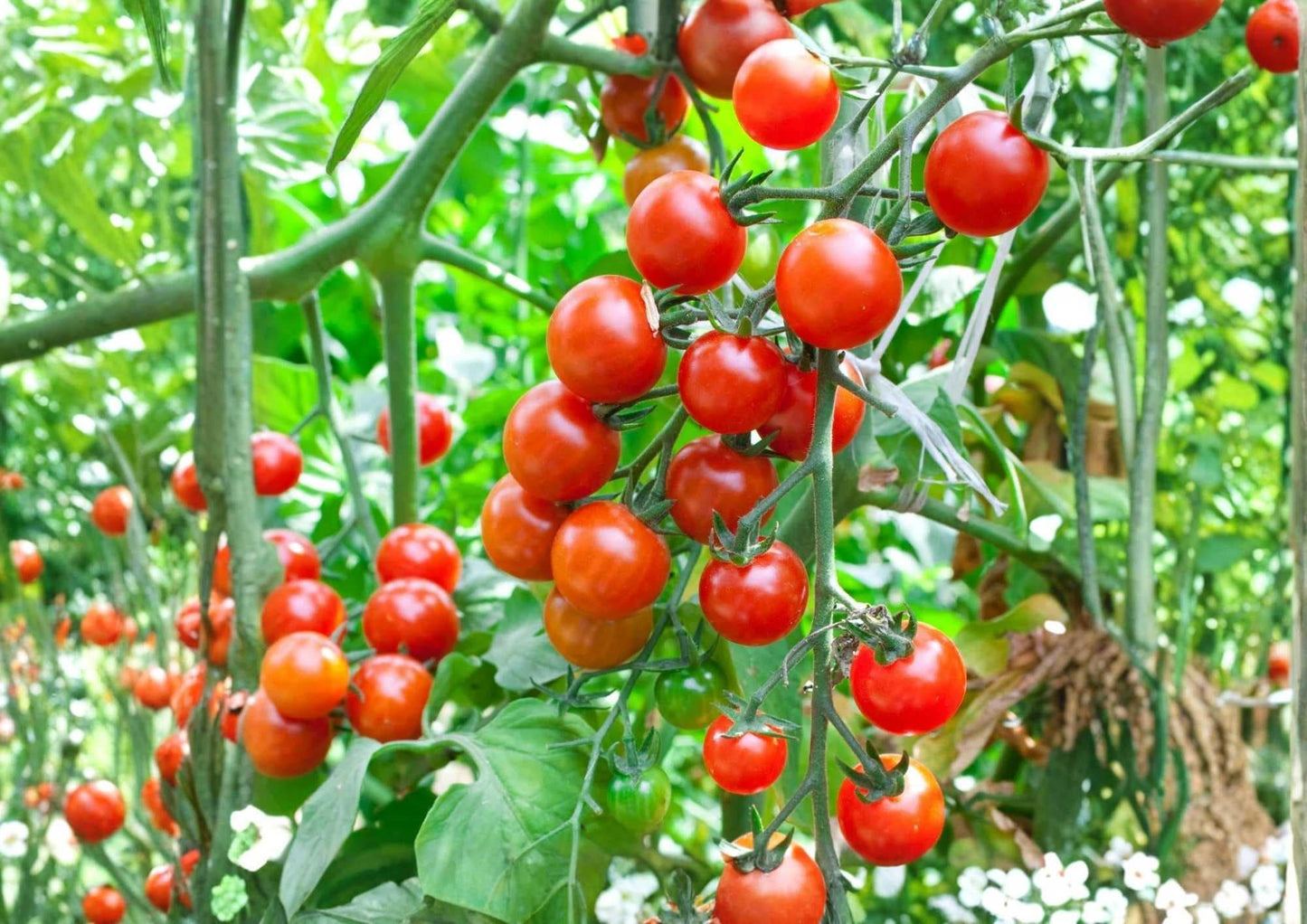 Organic Heirloom Large Cherry Tomato Seeds - Non-GMO, Juicy Red, High Yield, Garden Planting, Vegetable Seeds