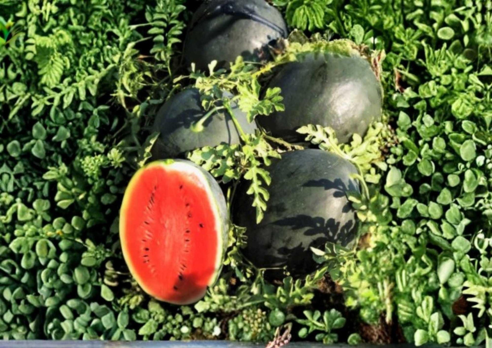 Sugar Baby Watermelon Seeds - Heirloom Non-GMO Fruit Seeds for Garden Planting, Compact Melon Variety with Juicy Red Flesh