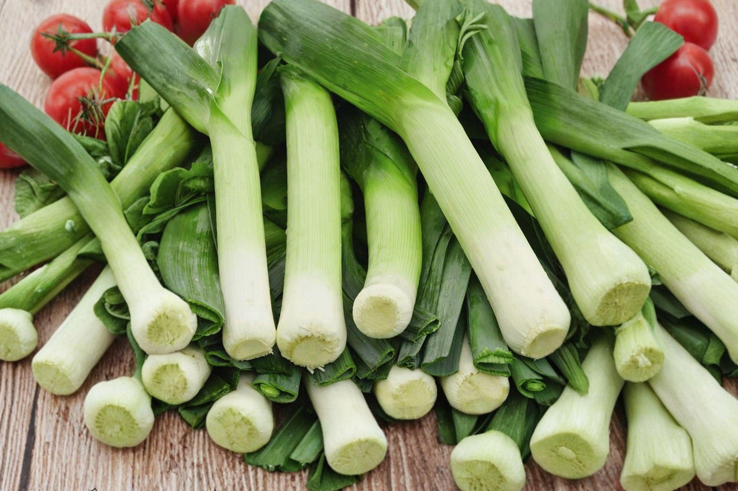 American Flag Leek Seeds, Heirloom, Non-GMO, Long White Stems, Cold Hardy, Allium porrum