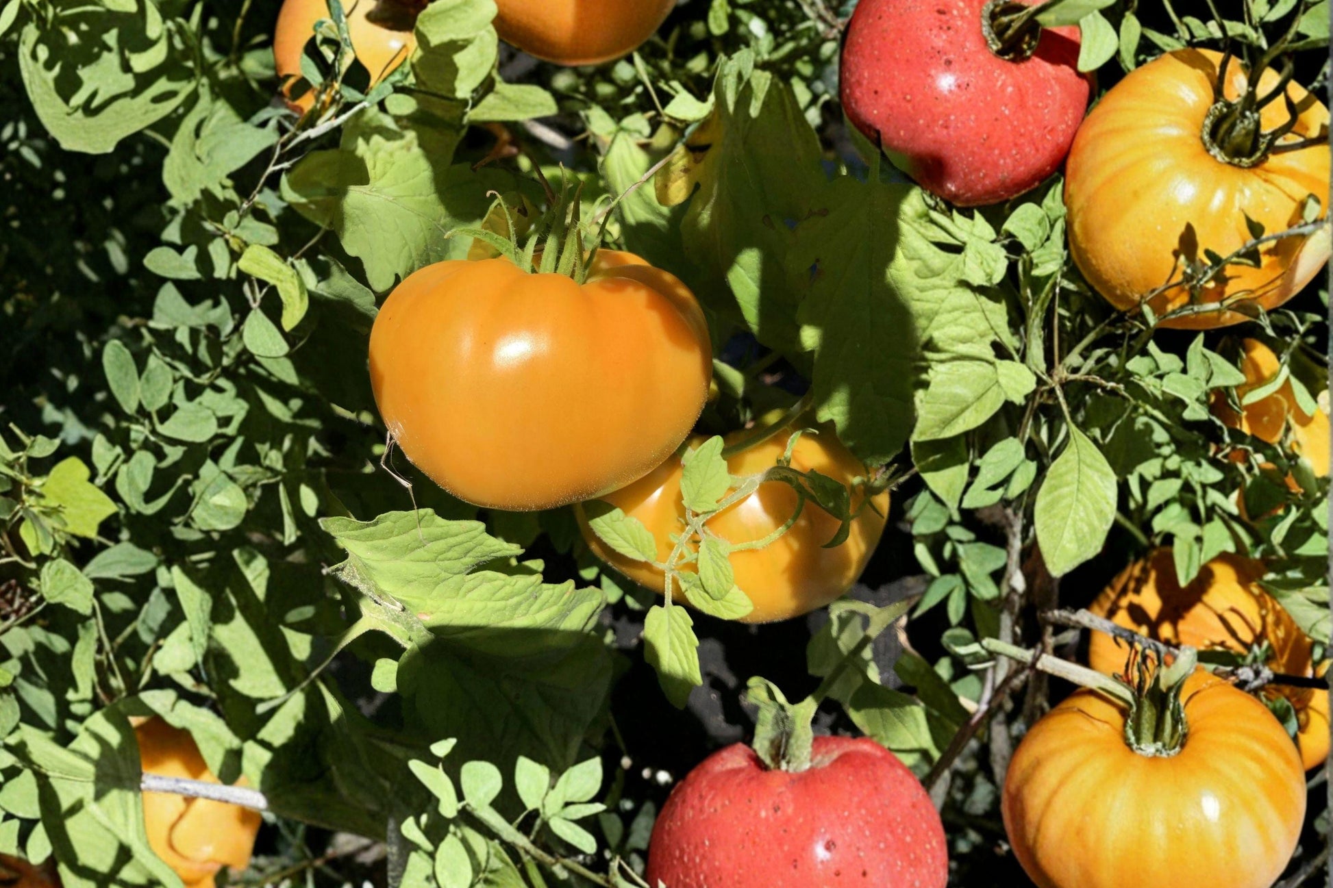 Kellogg's Breakfast Tomato Seeds - Heirloom Orange Beefsteak, Non-GMO, High Yield, Sweet Mild Flavor, Gourmet Slicing Tomato