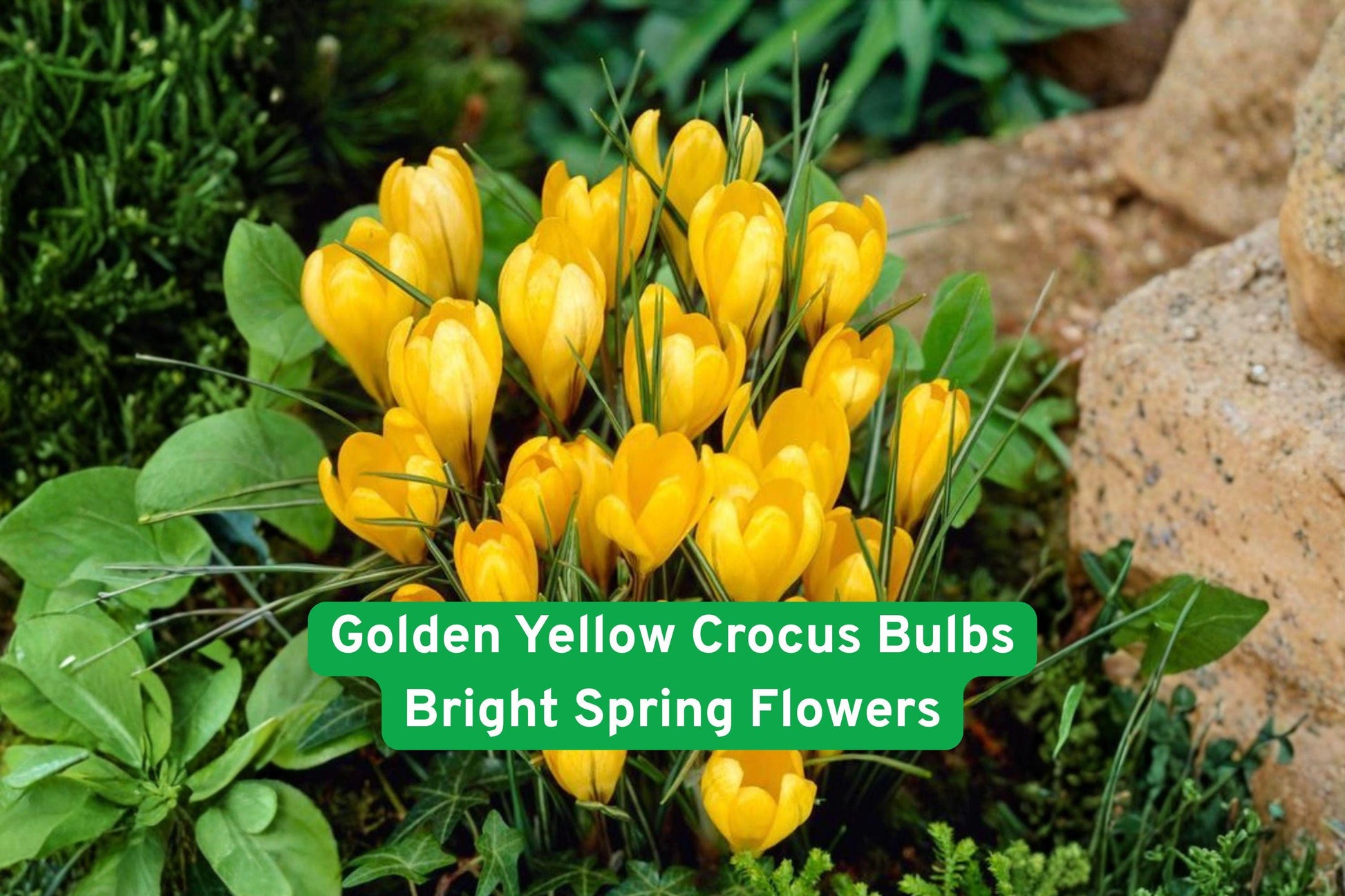 yellow crocus bulbs, spring flowering bulbs, perennial garden plants, bright yellow flowers, naturalizing crocus, early spring blooms, outdoor flower bulbs, low maintenance bulbs, pollinator friendly plants, container garden bulbs, garden bed crocus, hardy spring bulbs, cheerful garden flowers