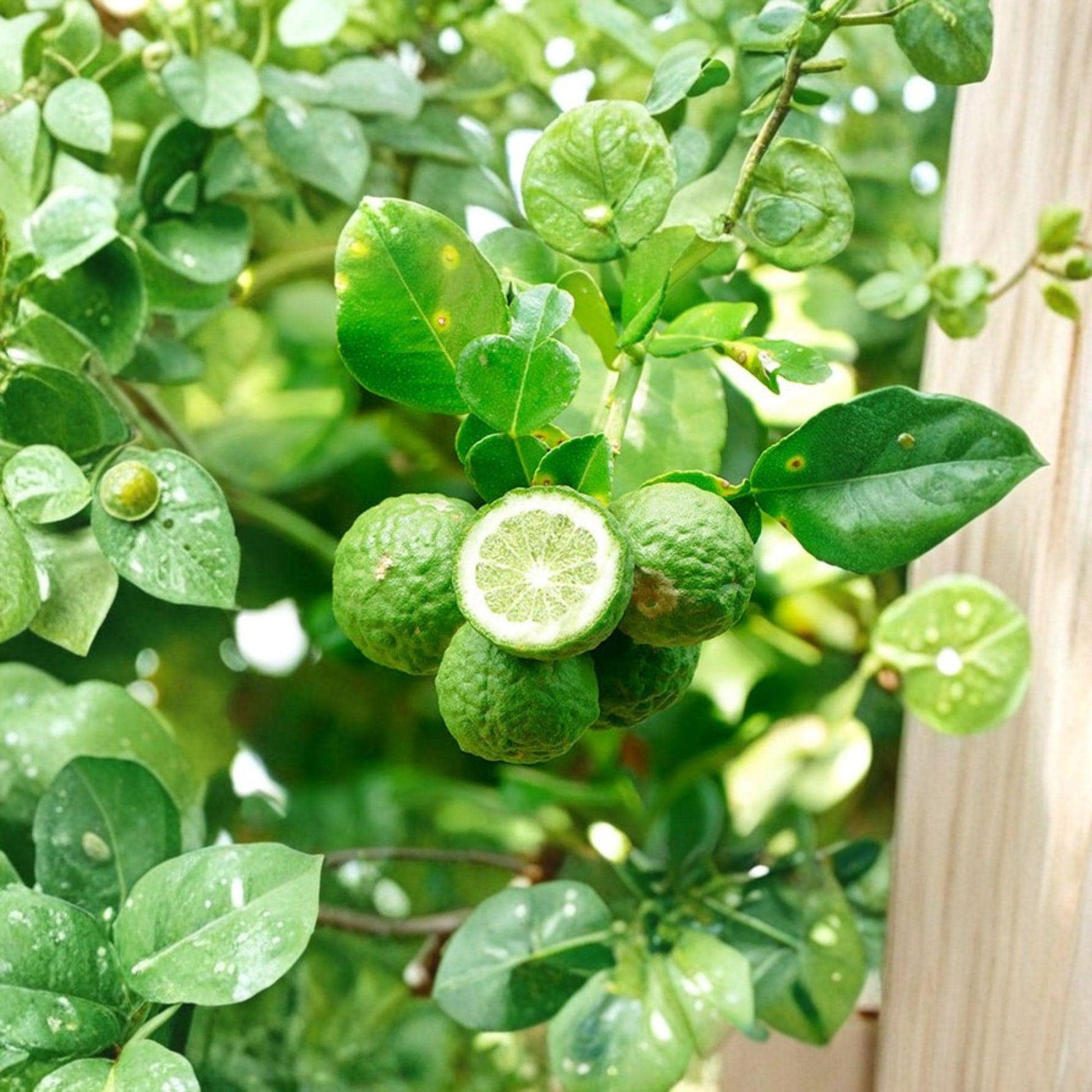 Kaffir Lime Cuttings – Citrus hystrix – Unrooted Stem Propagation Material for Citrus Trees