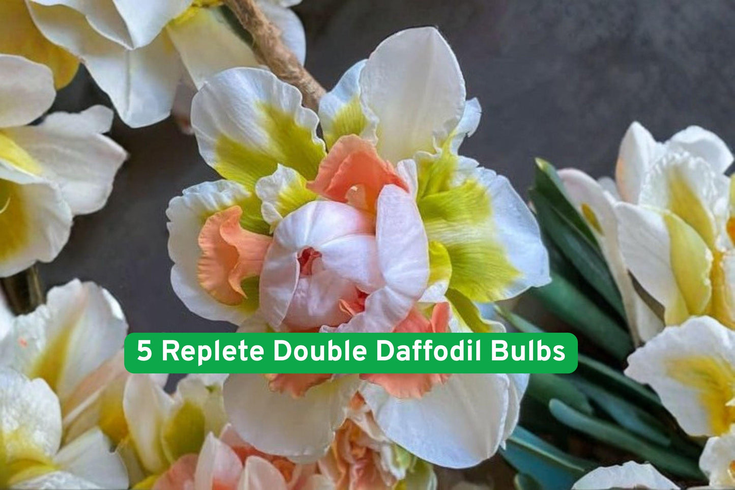 daffodil bulbs, double daffodil, yellow flower bulbs, spring garden bulbs, perennial flower bulbs, garden border plants, container flowers, flowering bulbs for beds, easy grow bulbs, cottage garden plants, naturalizing bulbs, spring bloomers, garden landscaping plants