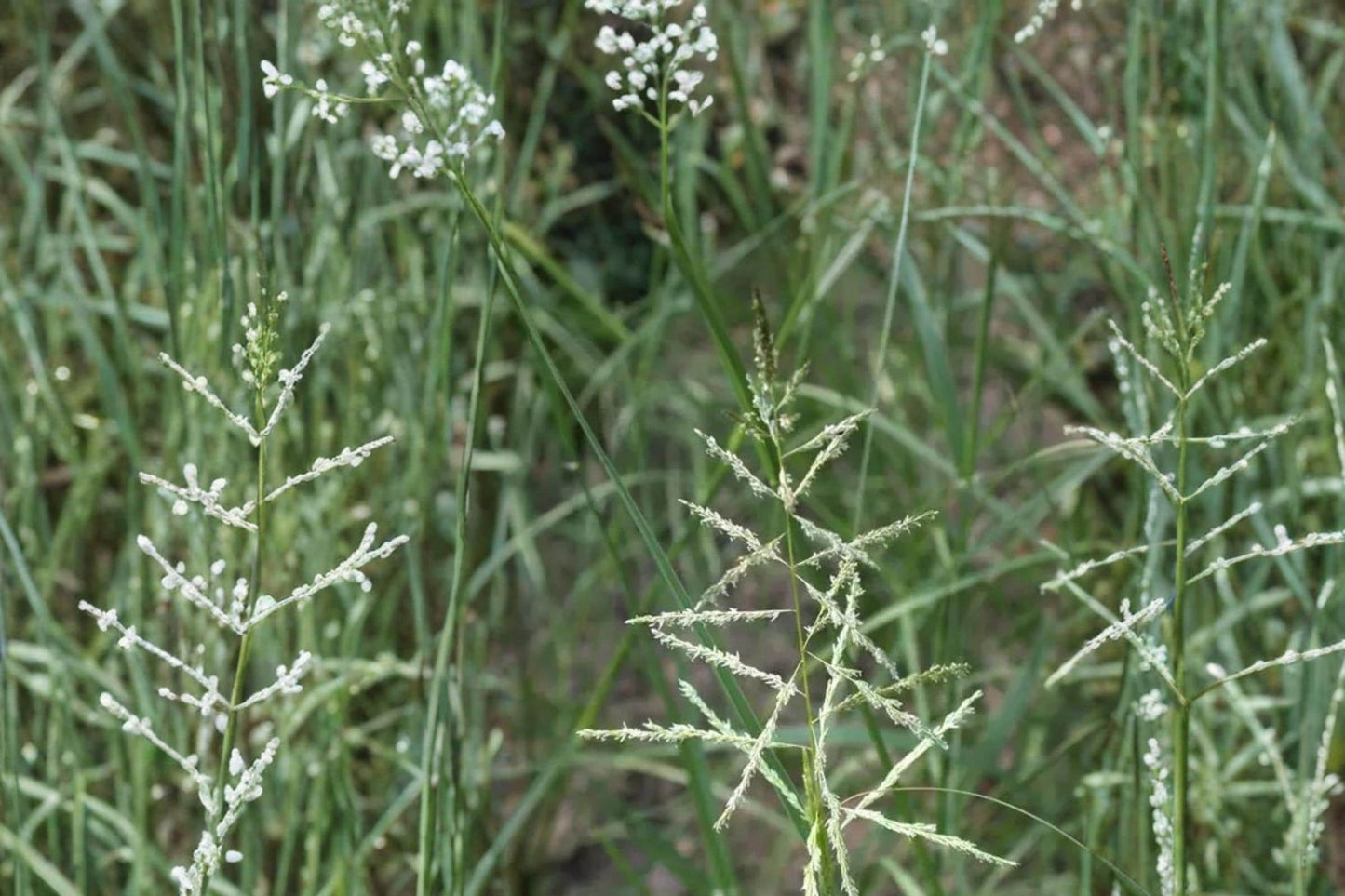 Sand Dropseed Seeds – Sporobolus cryptandrus – Native Prairie Grass for Erosion Control & Drought Tolerance