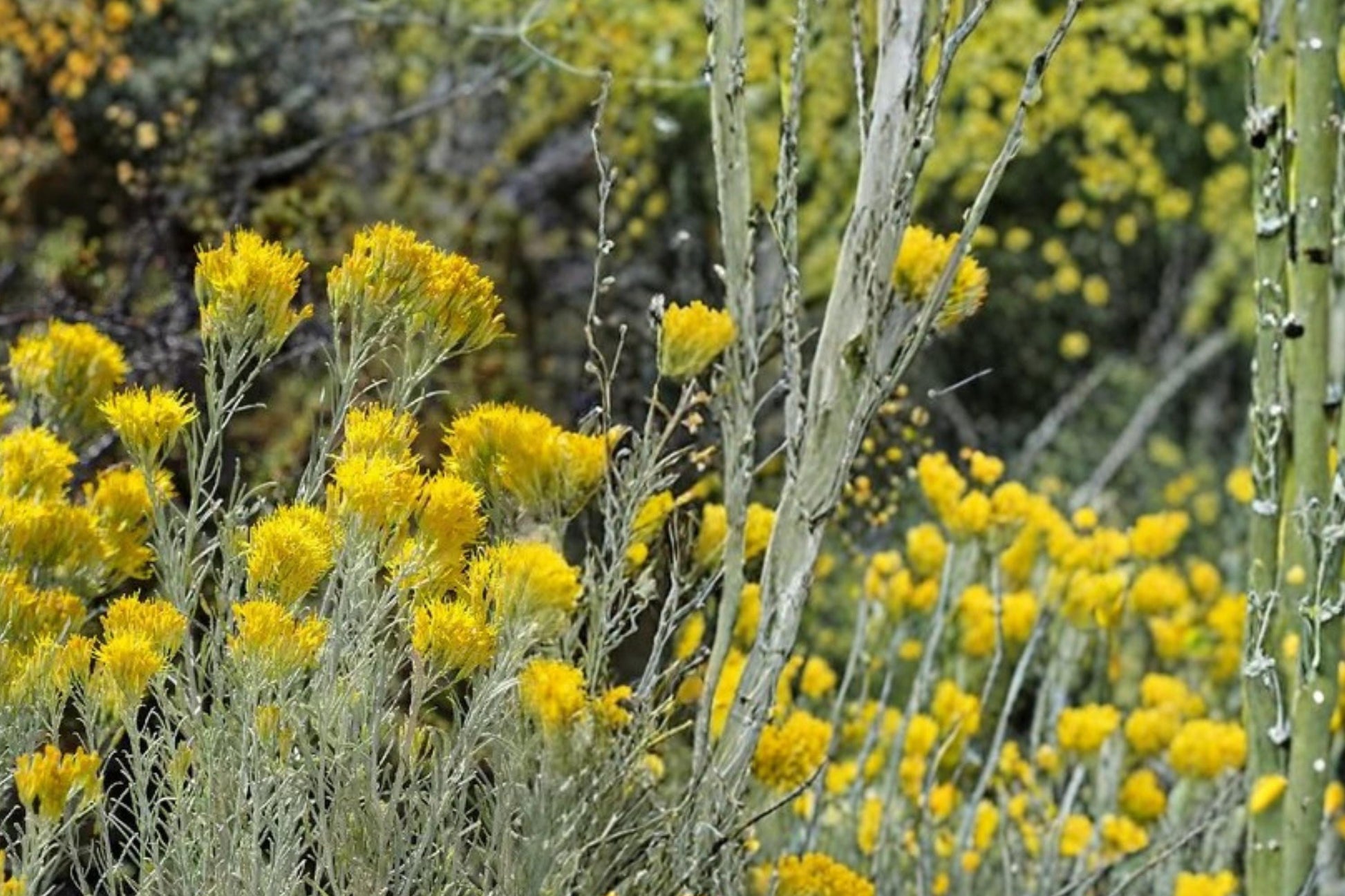 Rubber Rabbitbrush Seeds – Ericameria nauseosa – Drought Tolerant Perennial Shrub with Yellow Flowers for Xeriscape and Native Plantings