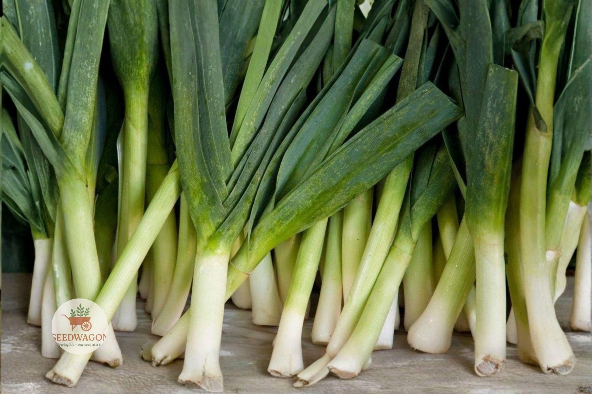 American Flag Leek Seeds,Heirloom Vegetable Seeds,Non-GMO Leek Seeds,Cool Season Garden Seeds,Kitchen Garden Leek Seeds,Vegetable Garden Seeds,Heirloom Allium Seeds,Leek Seed Pack,White Stem Leek Seeds,Gourmet Cooking Seeds,Home Garden Vegetable Seeds,Reliable Garden Seeds,Seed for Leek Cultivation