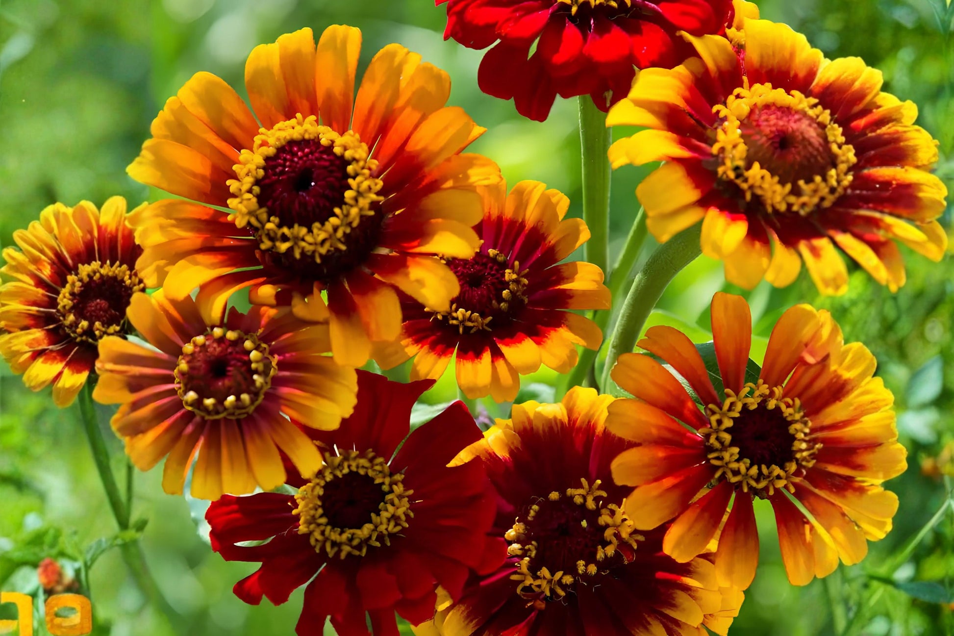 Sombrero Zinnia Seeds 50 Pack | Bright Colorful Zinnia elegans Flower Seeds for Garden, Borders & Containers